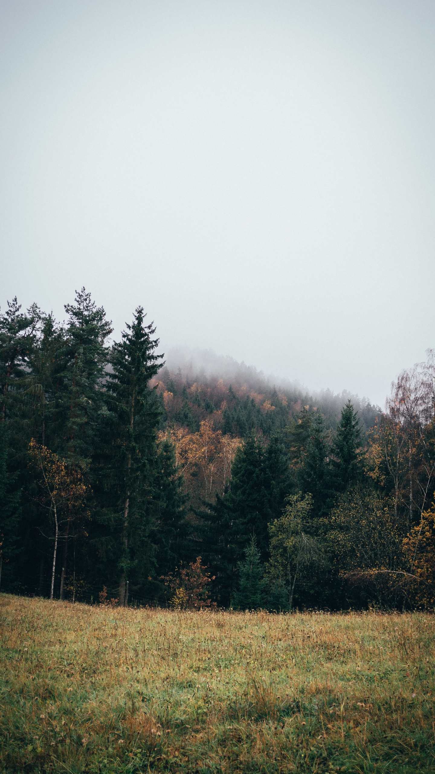 Tree, Nature, Natural Landscape, Natural Environment, Leaf. Wallpaper in 1440x2560 Resolution