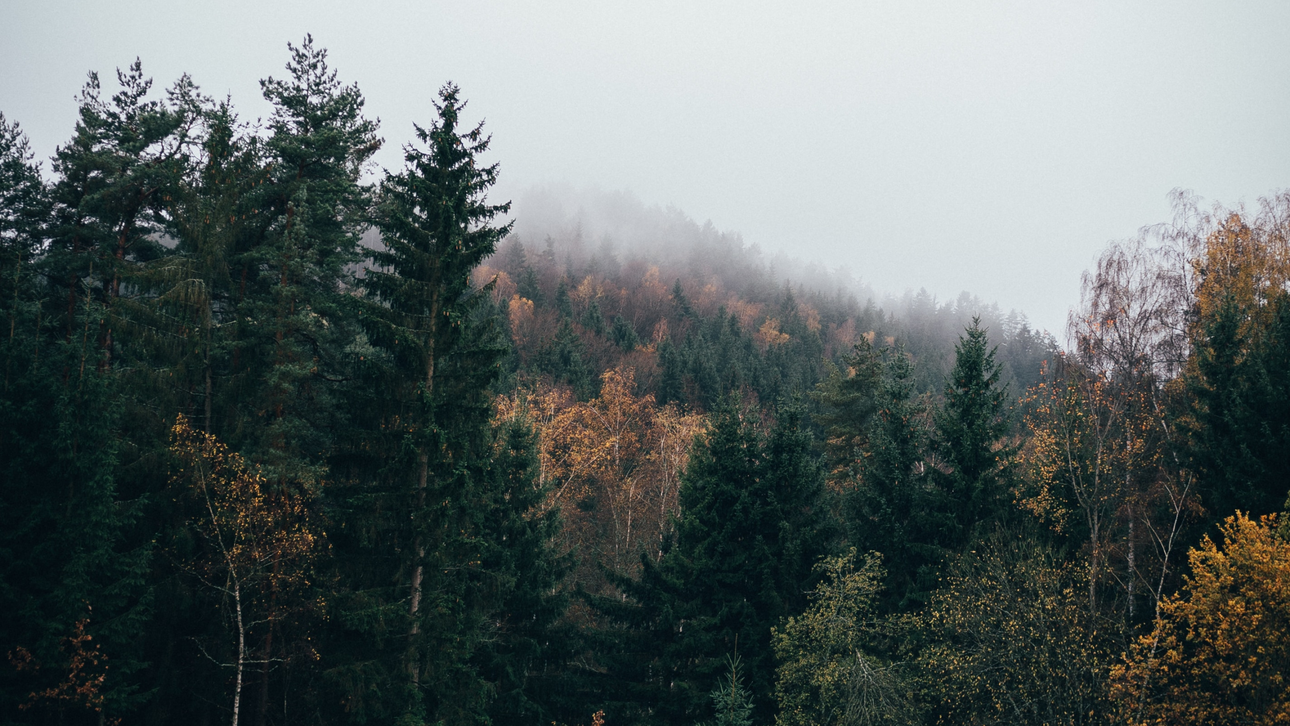 Tree, Nature, Natural Landscape, Natural Environment, Leaf. Wallpaper in 2560x1440 Resolution