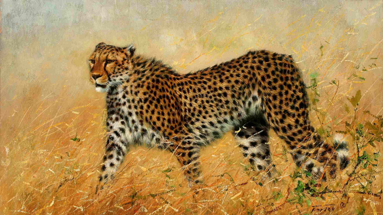 Cheetah on Brown Grass Field During Daytime. Wallpaper in 1280x720 Resolution