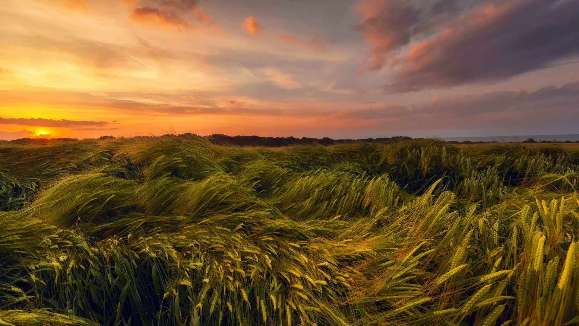 Green Grass Field During Sunset. Wallpaper in 1920x1080 Resolution