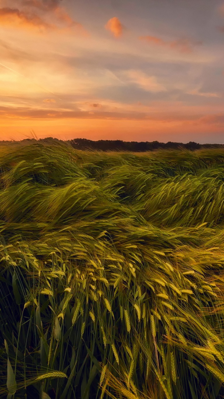Green Grass Field During Sunset. Wallpaper in 720x1280 Resolution