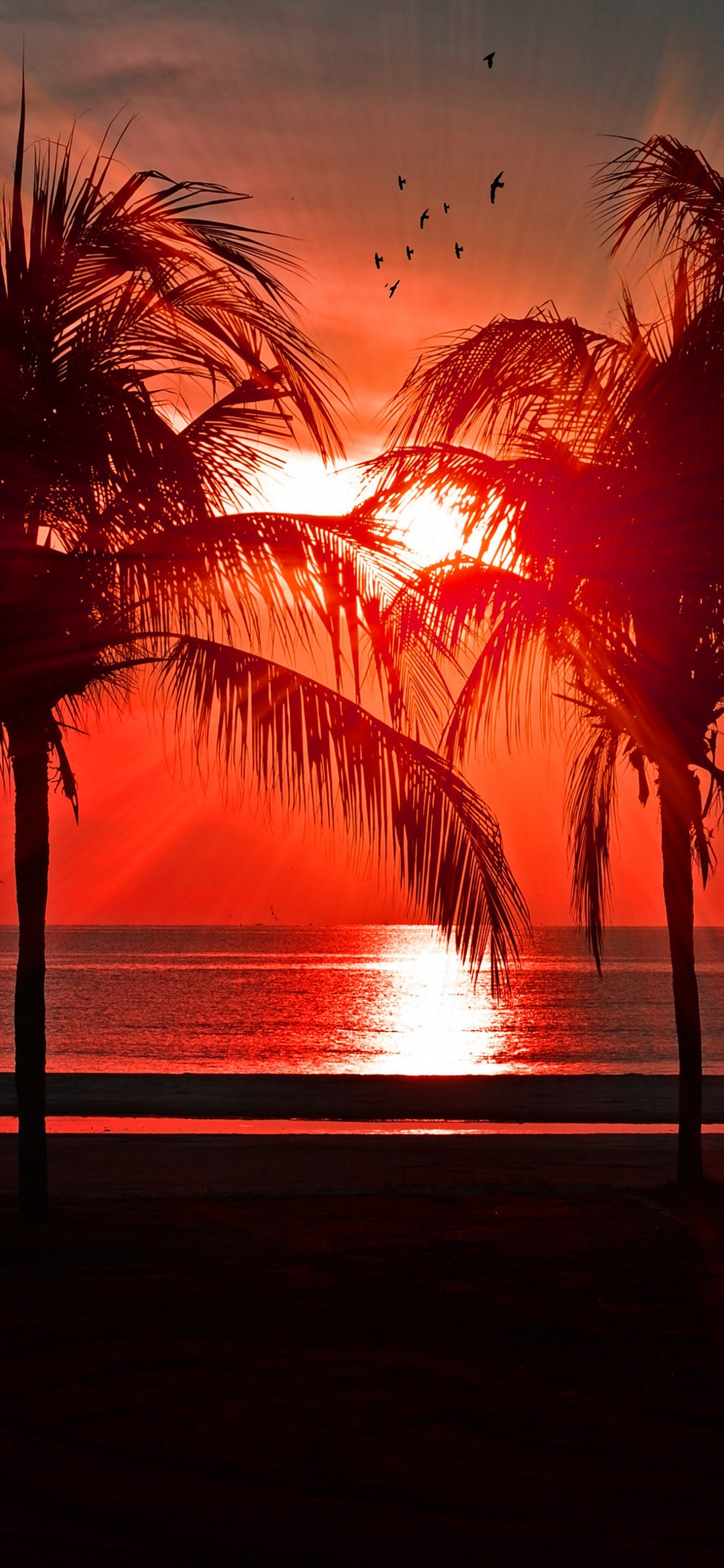 Sunset, Beach, Water, Plant, Afterglow. Wallpaper in 1242x2688 Resolution
