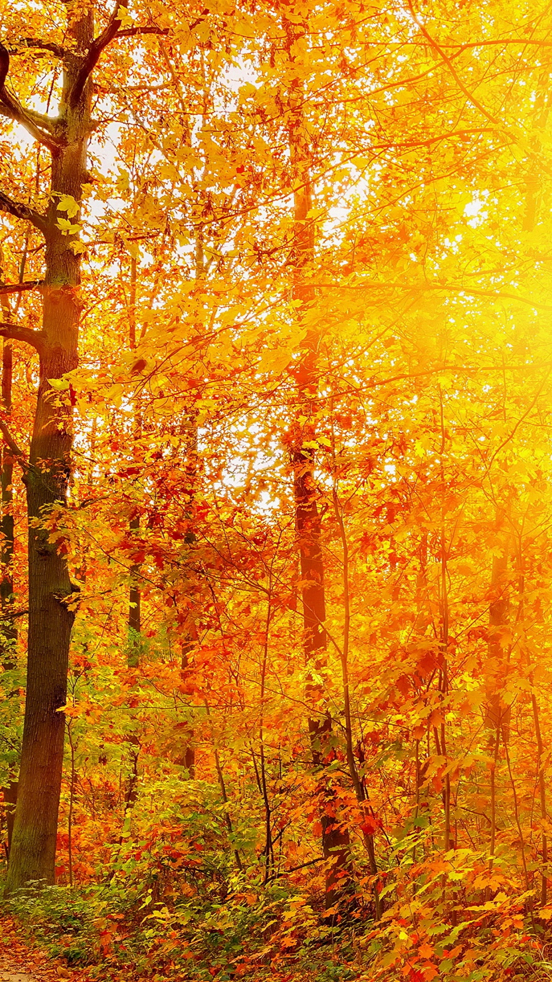 Brown and Green Trees During Daytime. Wallpaper in 1080x1920 Resolution