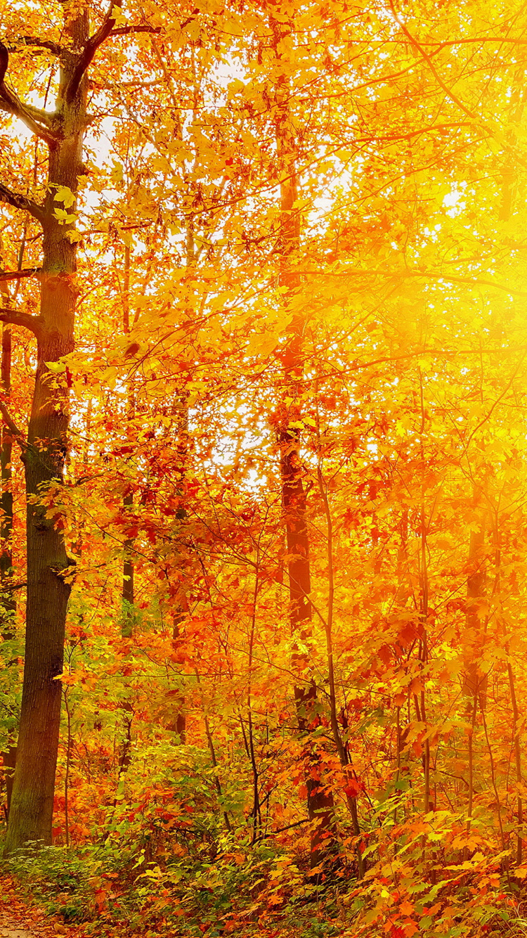 Brown and Green Trees During Daytime. Wallpaper in 750x1334 Resolution