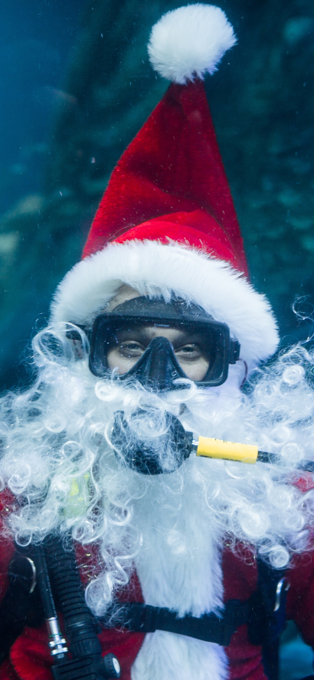 圣诞节, 水下, 生物学, 假日, 海洋 壁纸 1242x2688 允许