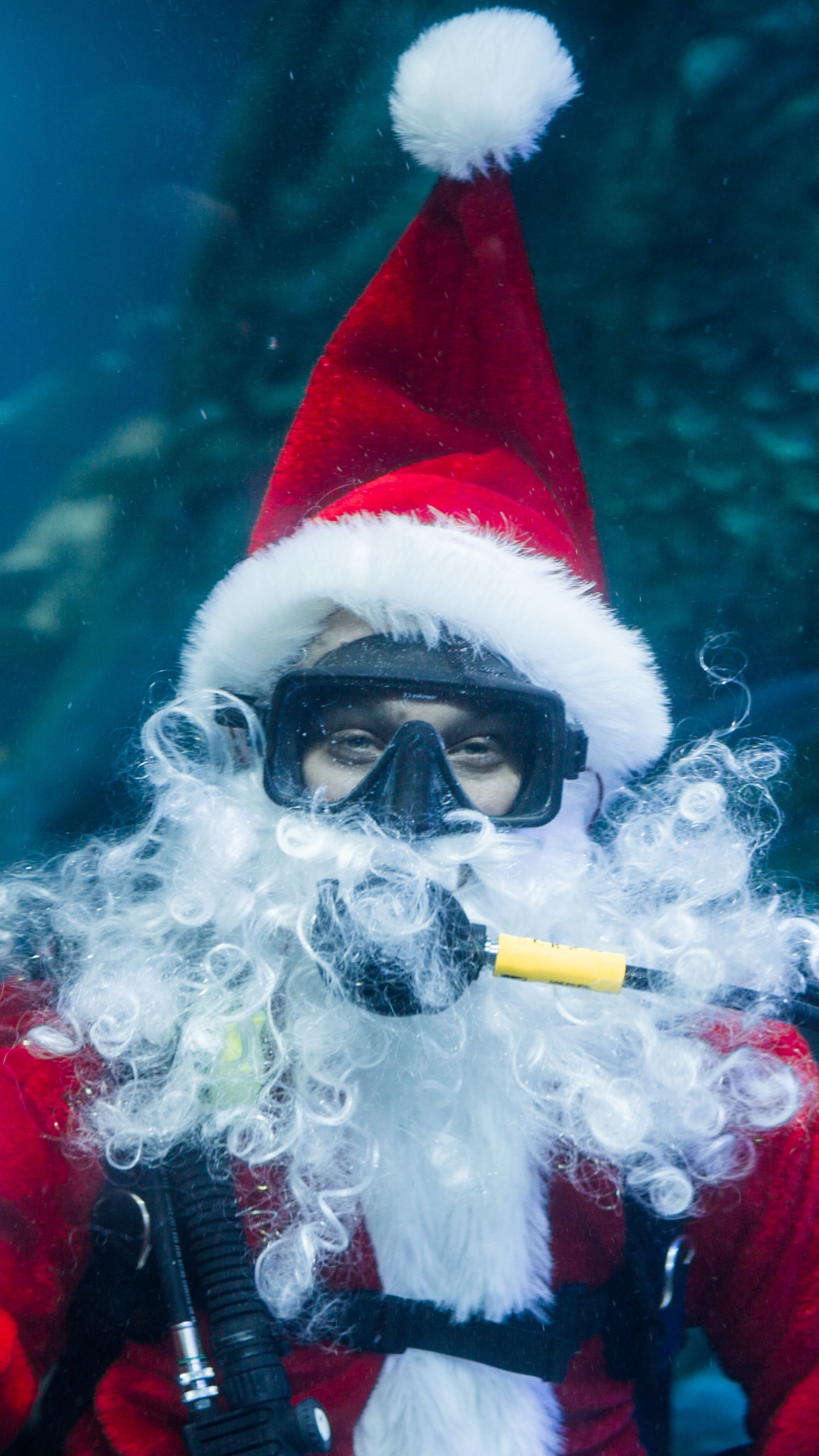 圣诞节, 水下, 生物学, 假日, 海洋 壁纸 1440x2560 允许