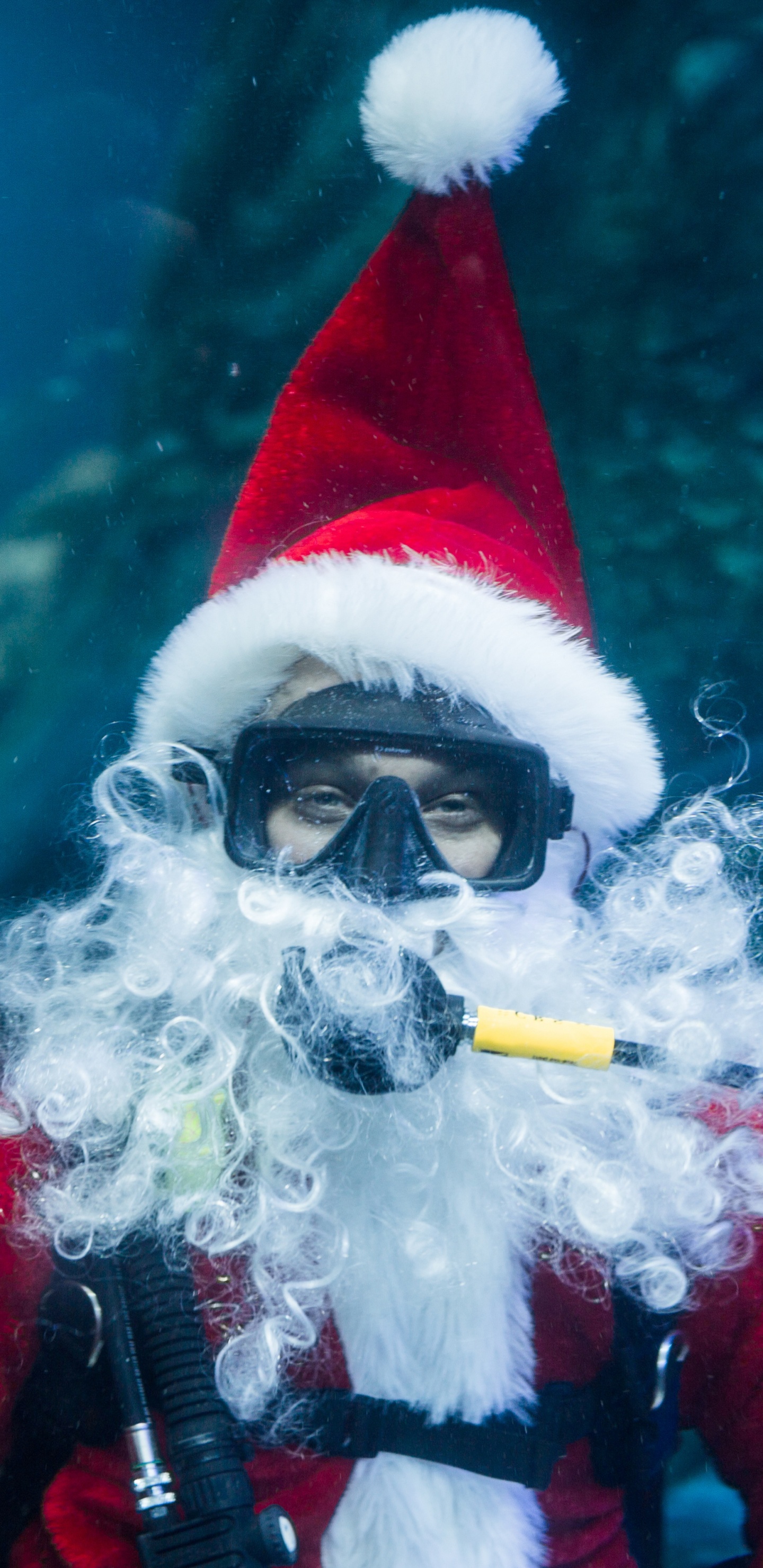 圣诞节, 水下, 生物学, 假日, 海洋 壁纸 1440x2960 允许