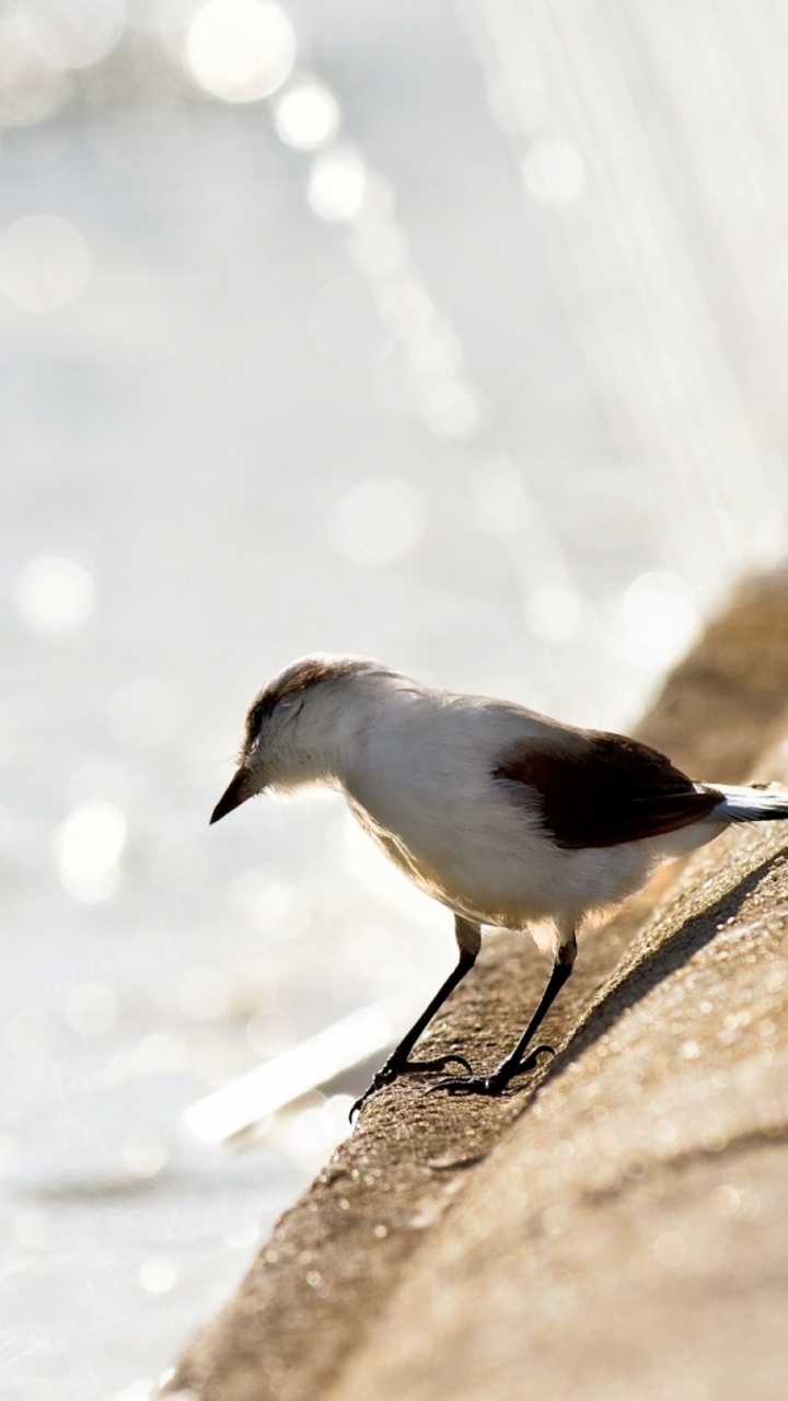 White and Gray Bird on Gray Concrete Surface Near Body of Water During Daytime. Wallpaper in 720x1280 Resolution