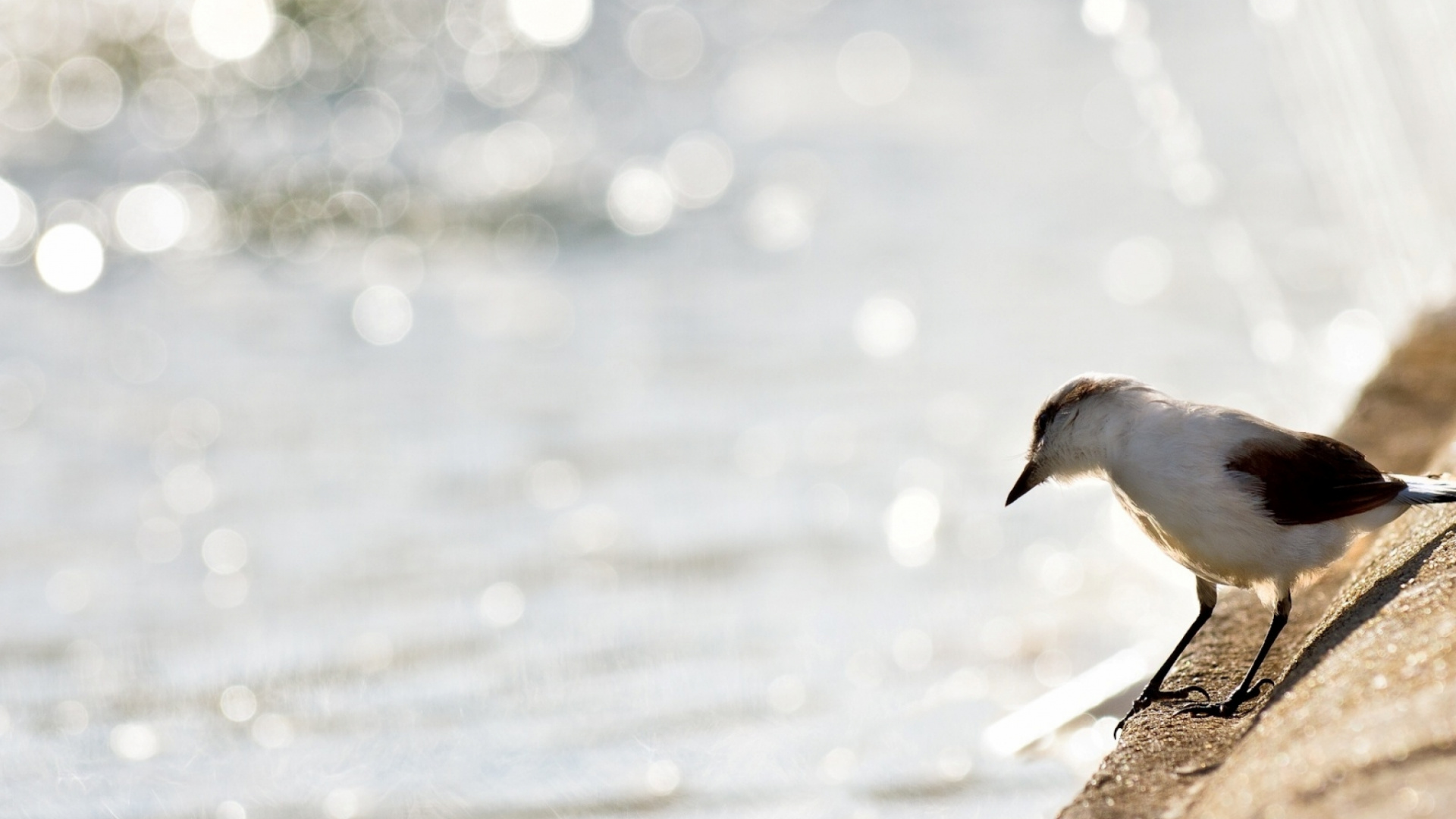 Oiseau Blanc et Gris Sur Une Surface en Béton Gris Près D'un Plan D'eau Pendant la Journée. Wallpaper in 1920x1080 Resolution