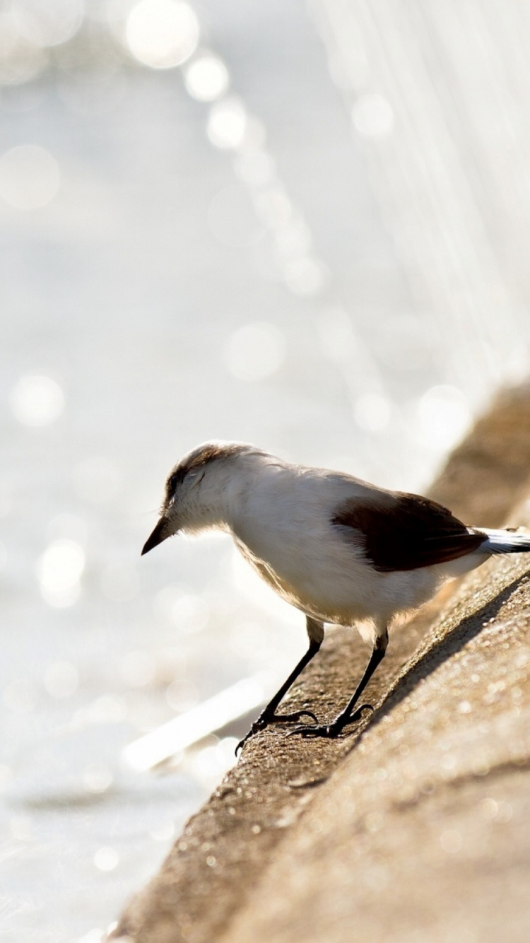 Oiseau Blanc et Gris Sur Une Surface en Béton Gris Près D'un Plan D'eau Pendant la Journée. Wallpaper in 750x1334 Resolution
