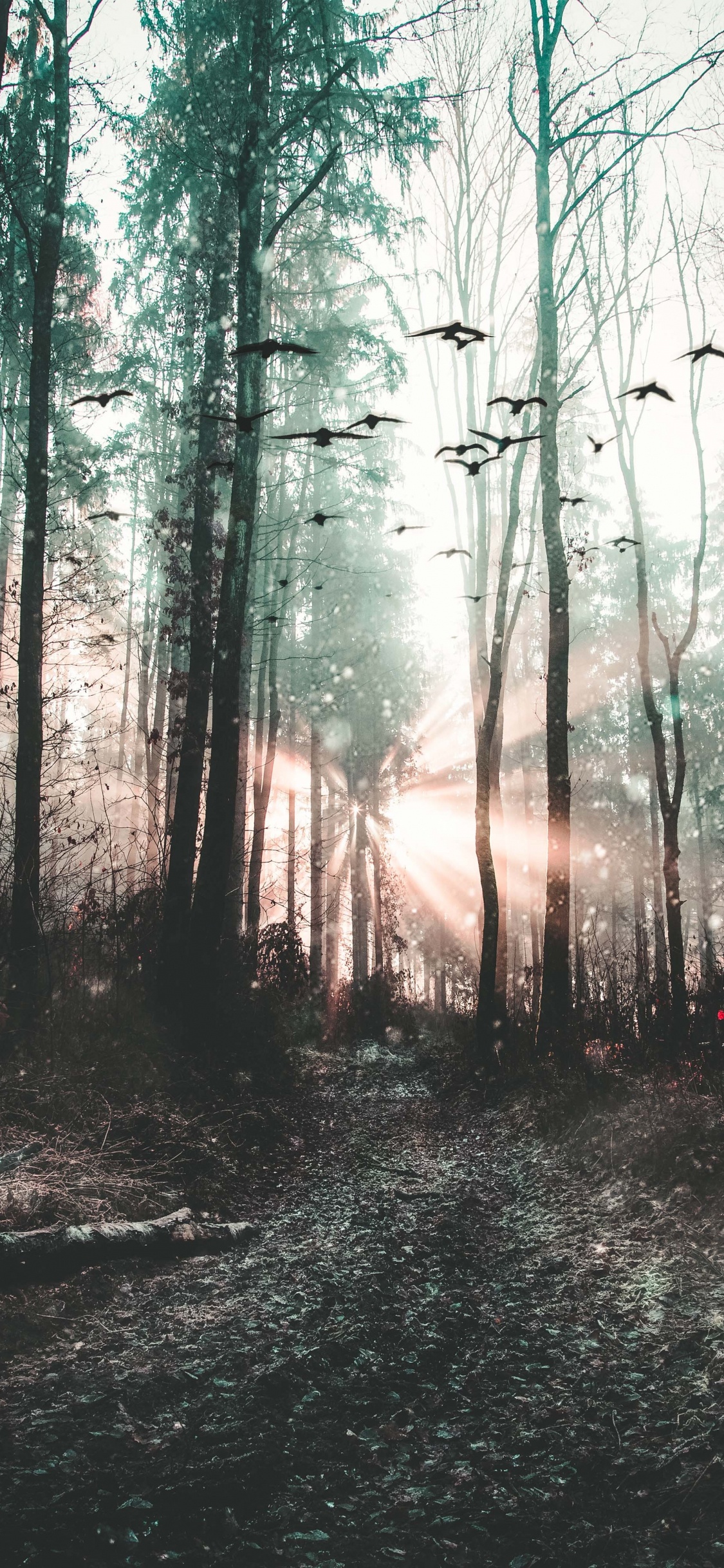 Forêt, Nature, Environnement Naturel, Paysage Naturel, Woodland. Wallpaper in 1125x2436 Resolution