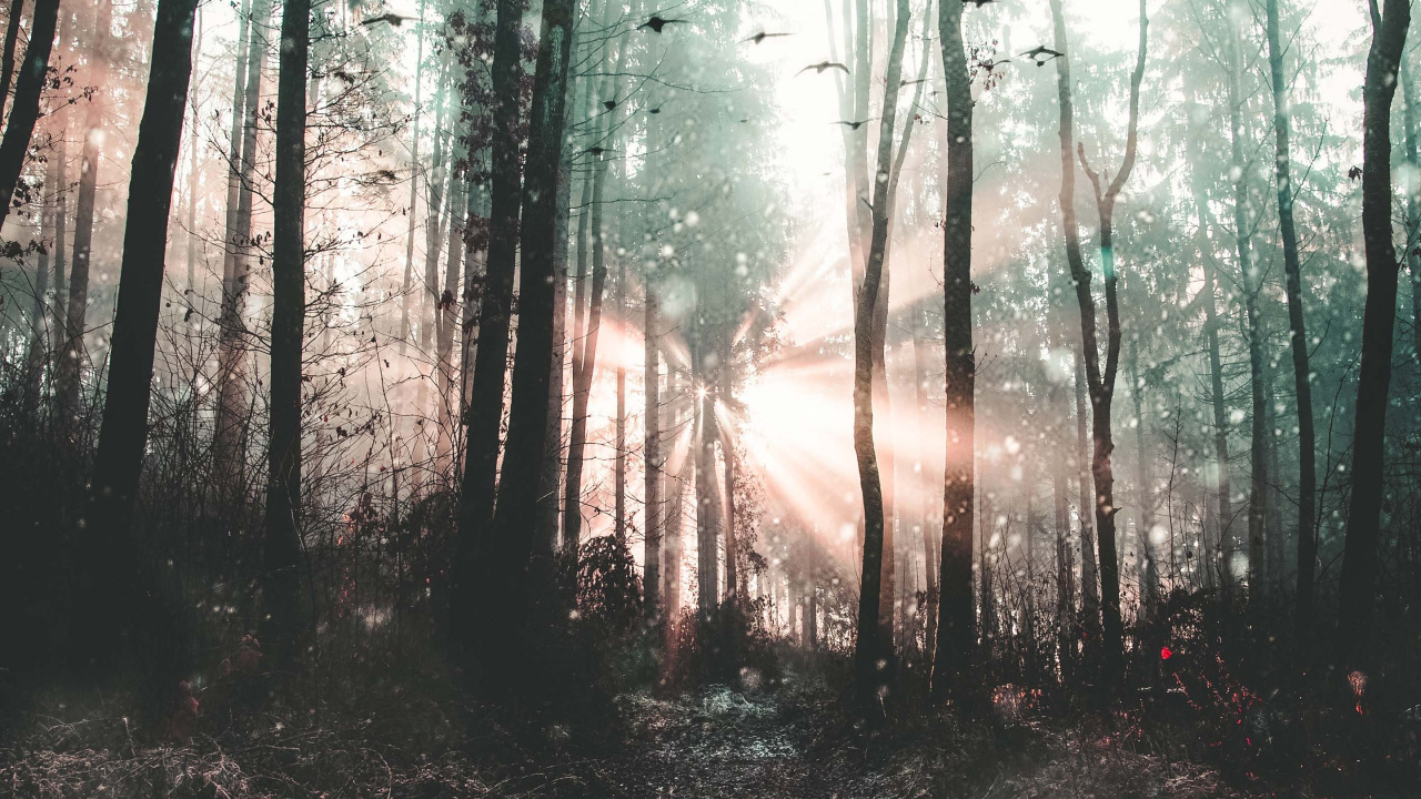 Forêt, Nature, Environnement Naturel, Paysage Naturel, Woodland. Wallpaper in 1280x720 Resolution