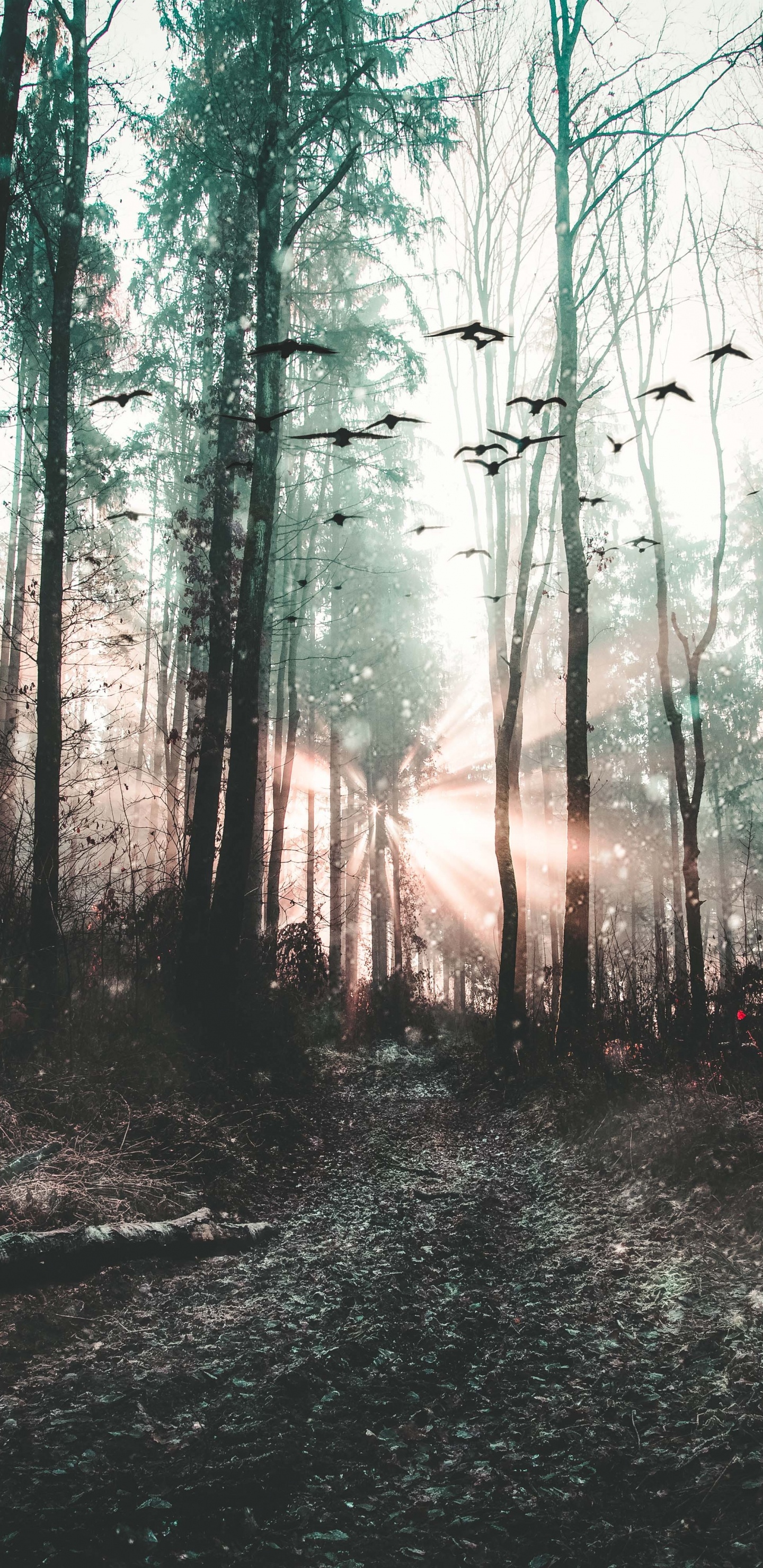 Forêt, Nature, Environnement Naturel, Paysage Naturel, Woodland. Wallpaper in 1440x2960 Resolution