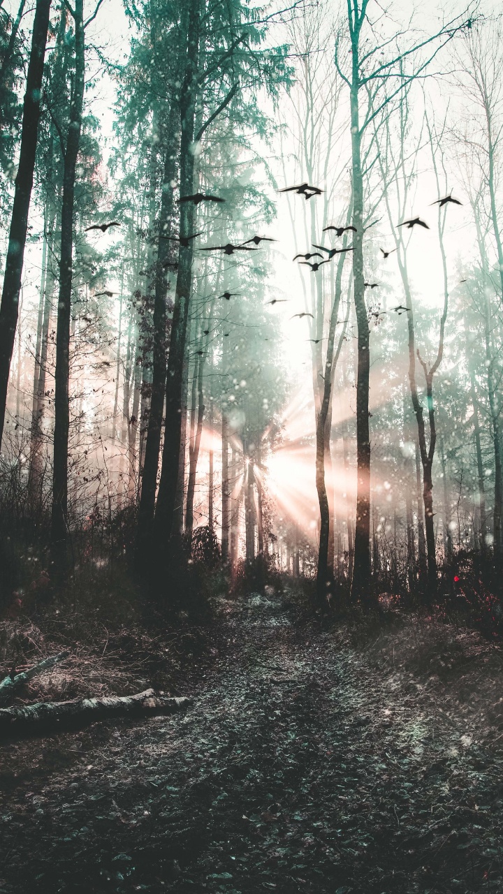 Forêt, Nature, Environnement Naturel, Paysage Naturel, Woodland. Wallpaper in 720x1280 Resolution