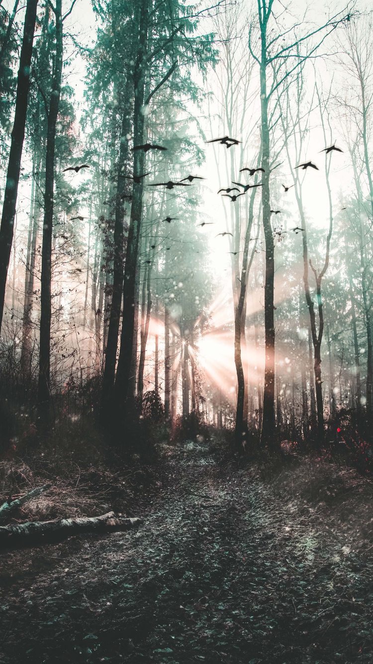 Forêt, Nature, Environnement Naturel, Paysage Naturel, Woodland. Wallpaper in 750x1334 Resolution