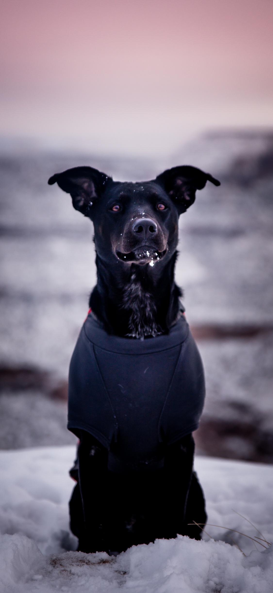 Perro Pequeño Abrigo Corto Negro. Wallpaper in 1125x2436 Resolution