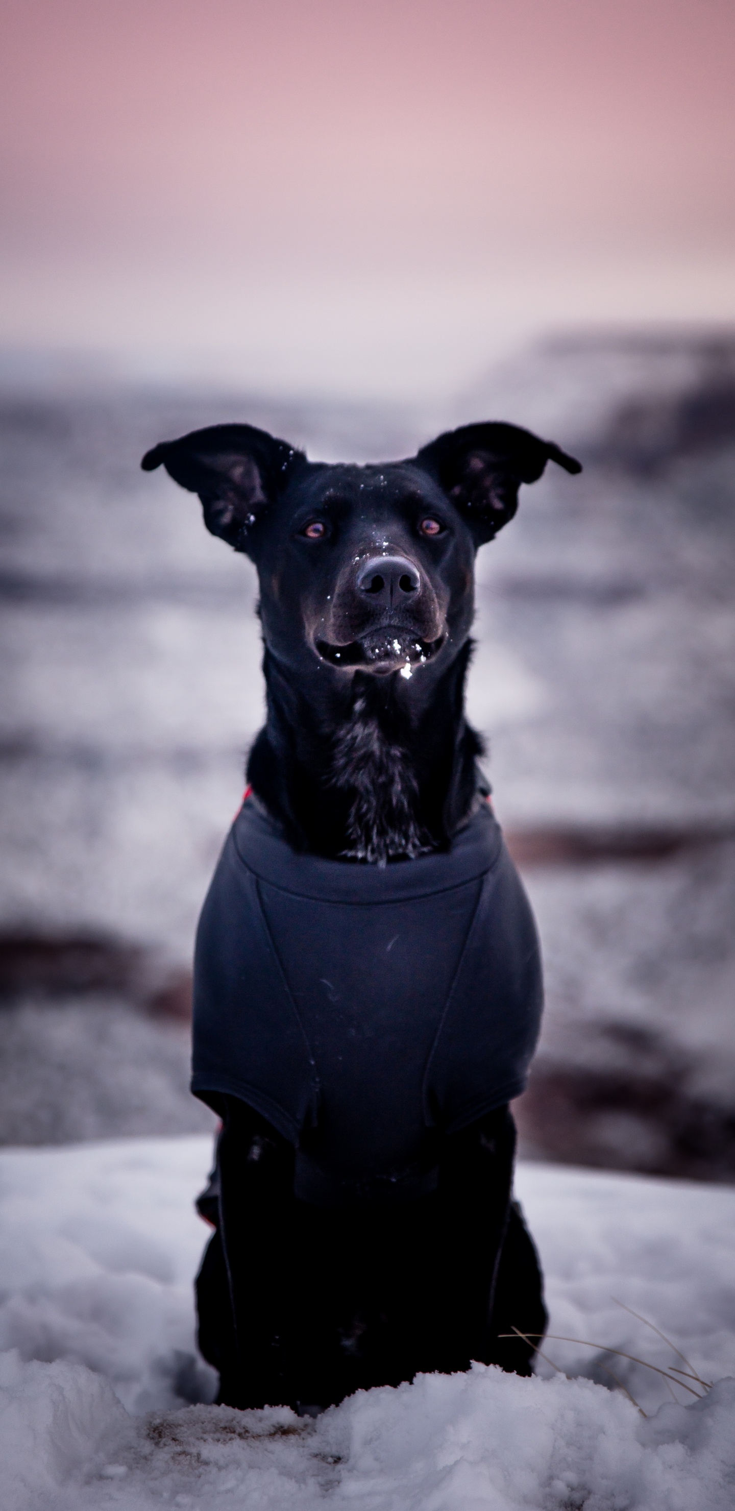 Perro Pequeño Abrigo Corto Negro. Wallpaper in 1440x2960 Resolution