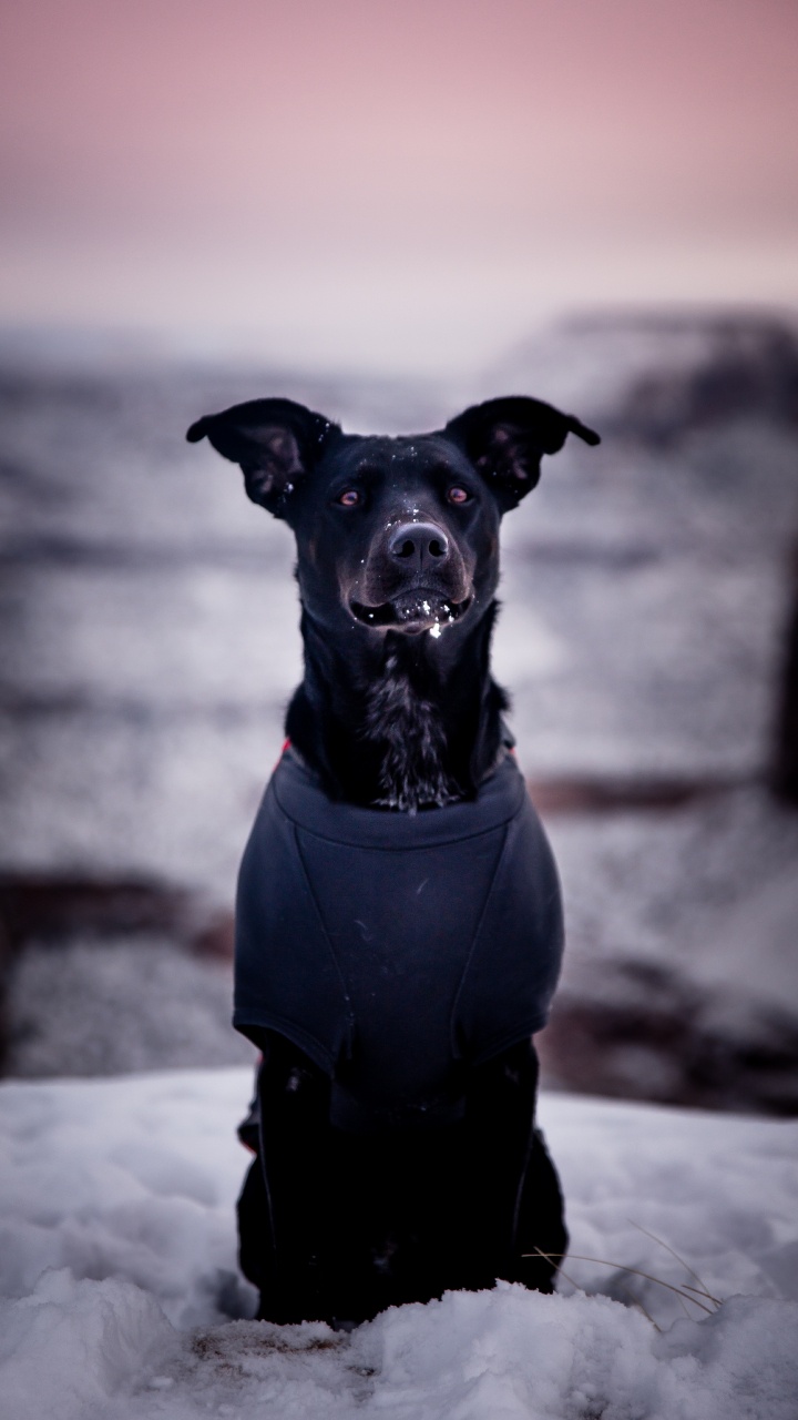 Perro Pequeño Abrigo Corto Negro. Wallpaper in 720x1280 Resolution