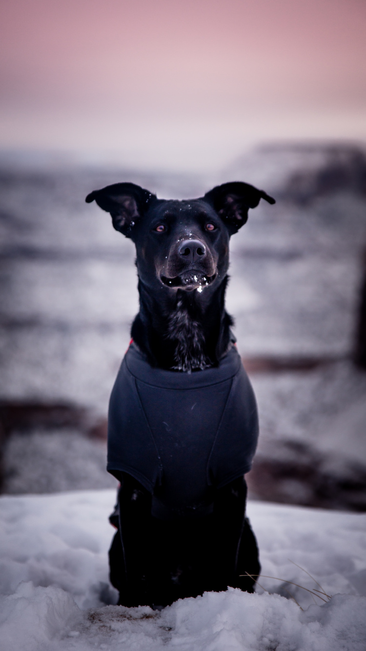 Perro Pequeño Abrigo Corto Negro. Wallpaper in 750x1334 Resolution