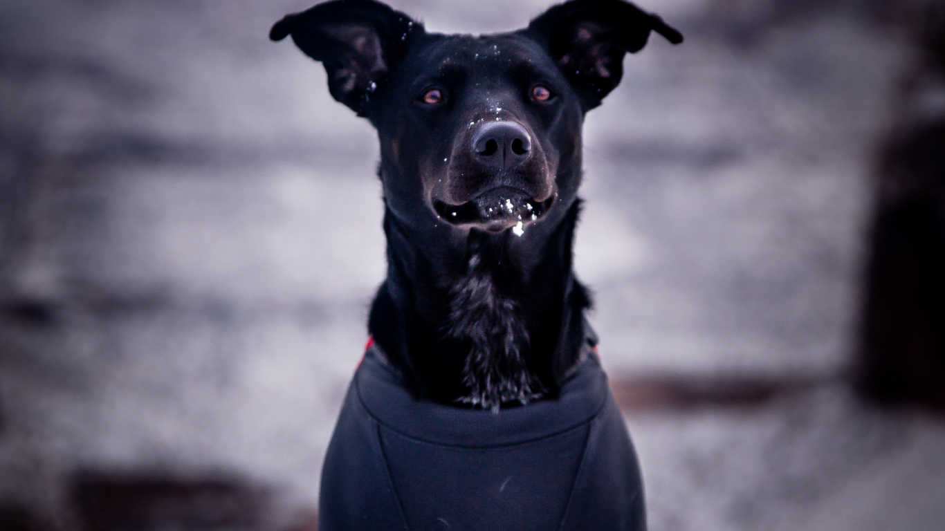 Black Short Coat Small Dog. Wallpaper in 1366x768 Resolution