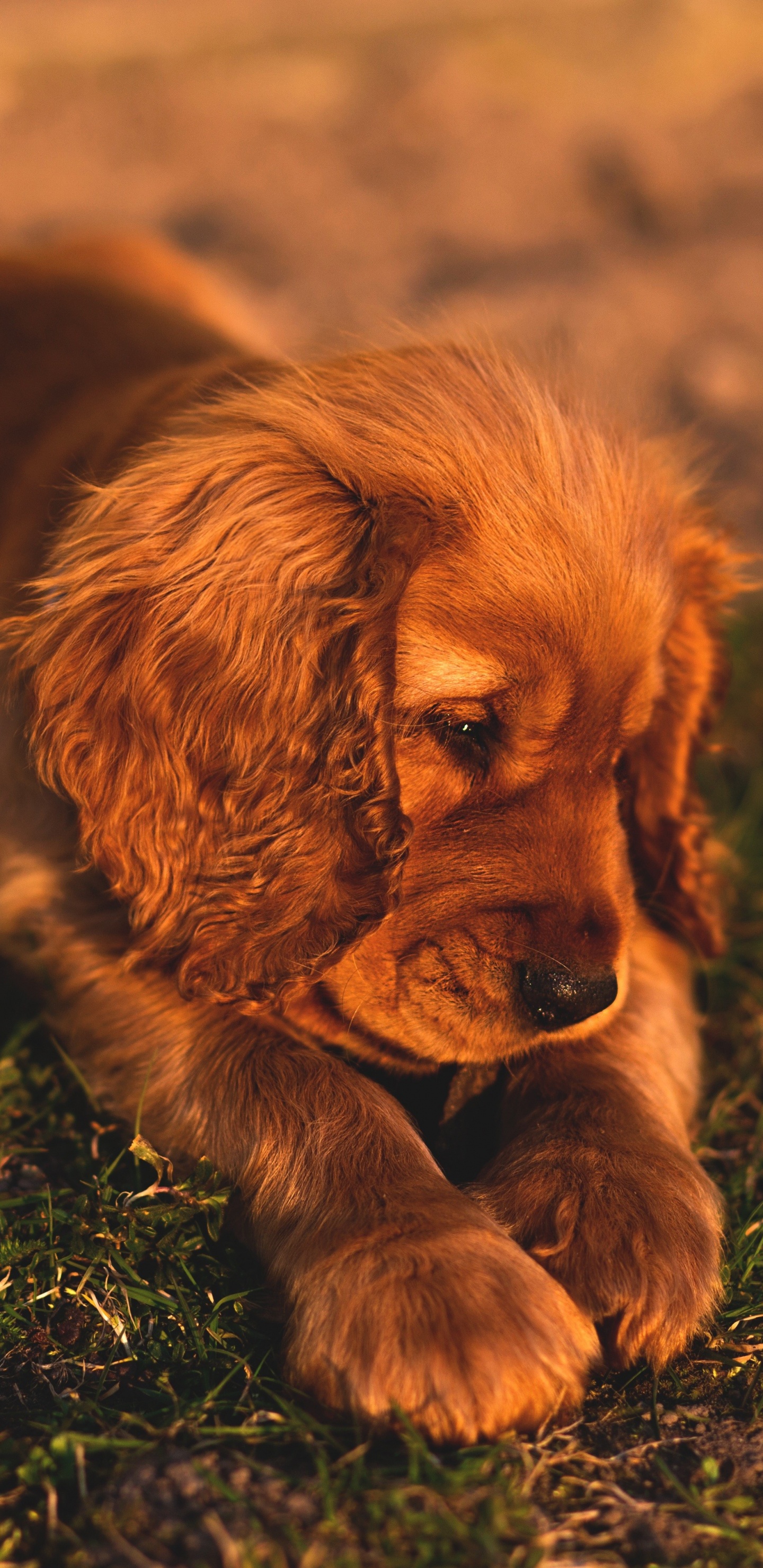 Petit Chien Brun à Poil Long Sur L'herbe Verte Pendant la Journée. Wallpaper in 1440x2960 Resolution