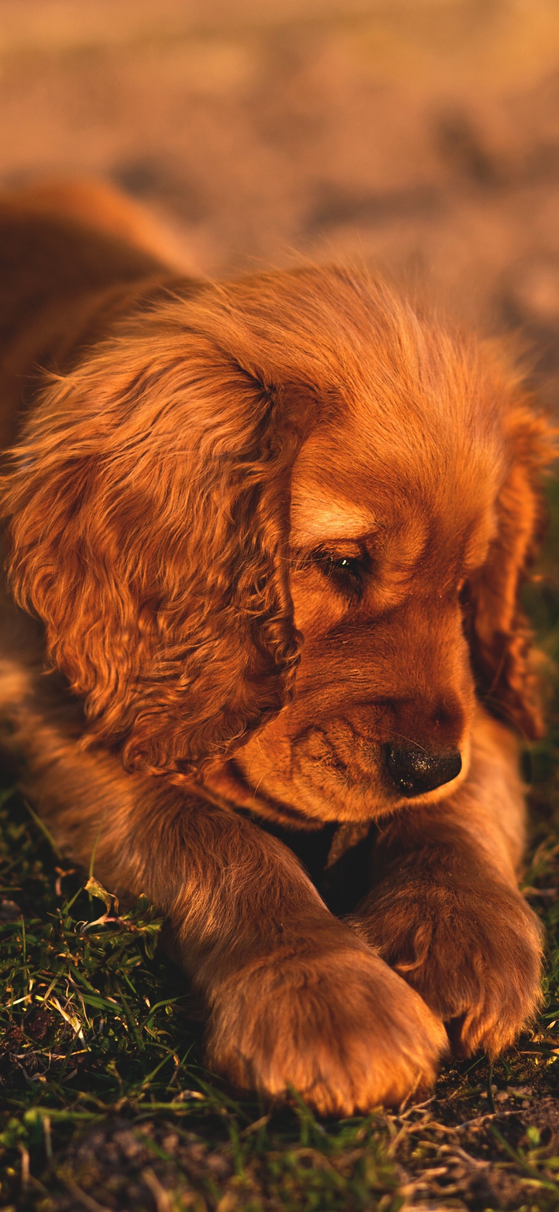 Brauner Langhaariger Kleiner Hund Auf Grünem Gras Tagsüber. Wallpaper in 1125x2436 Resolution