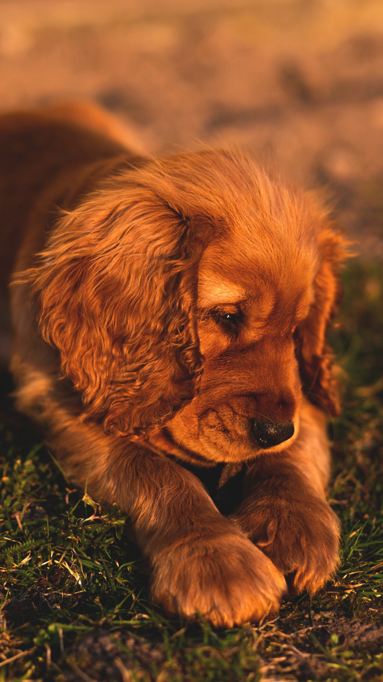 Brauner Langhaariger Kleiner Hund Auf Grünem Gras Tagsüber. Wallpaper in 750x1334 Resolution