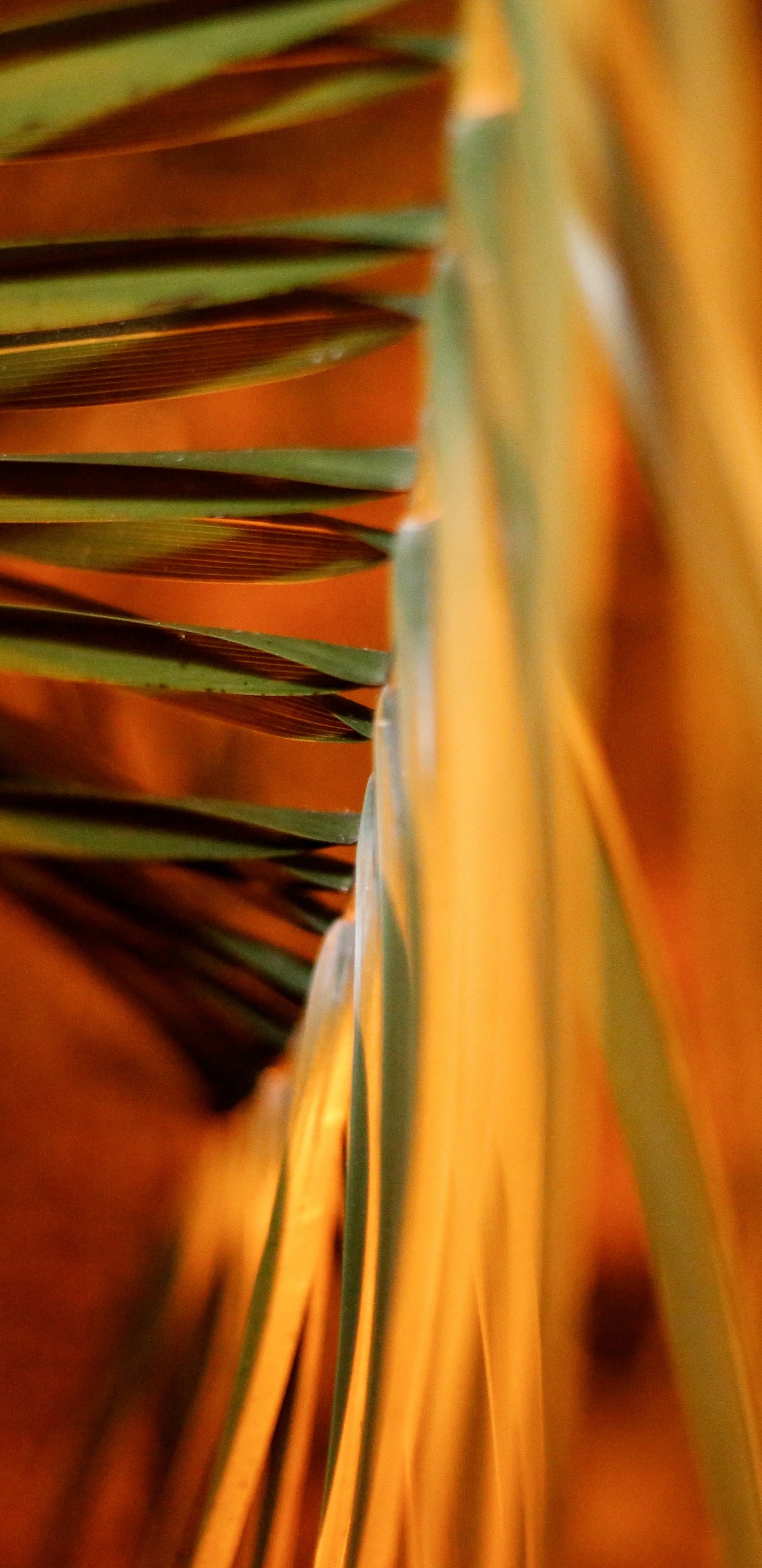 Brown and Green Plant in Close up Photography. Wallpaper in 1440x2960 Resolution