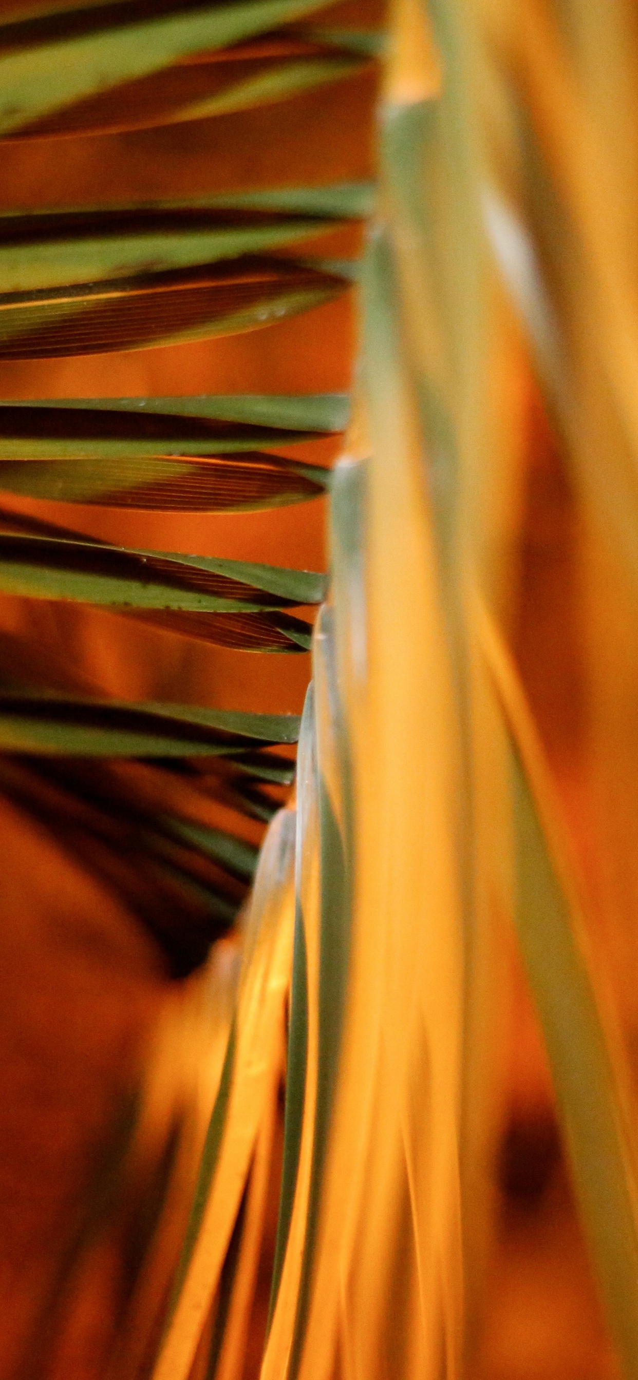 Planta Marrón y Verde en Fotografía de Cerca. Wallpaper in 1242x2688 Resolution