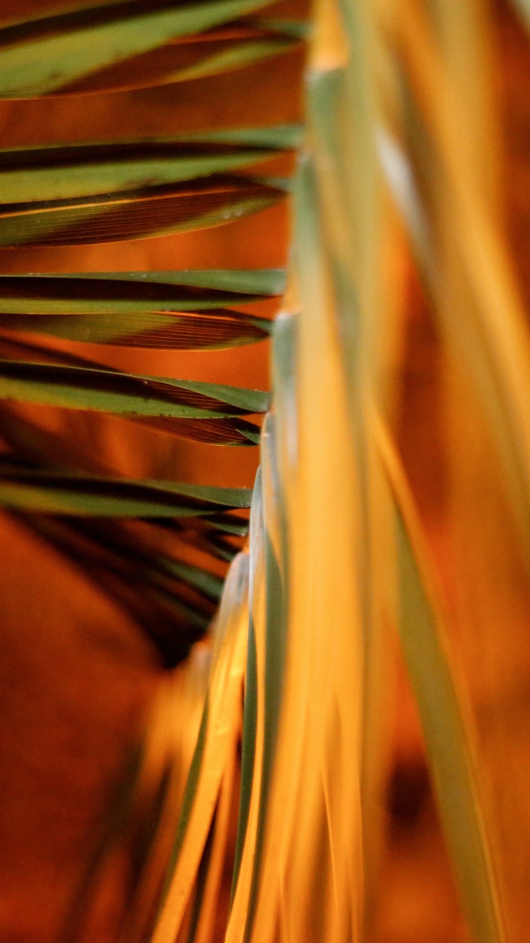 Plante Brune et Verte en Photographie Rapprochée. Wallpaper in 1080x1920 Resolution