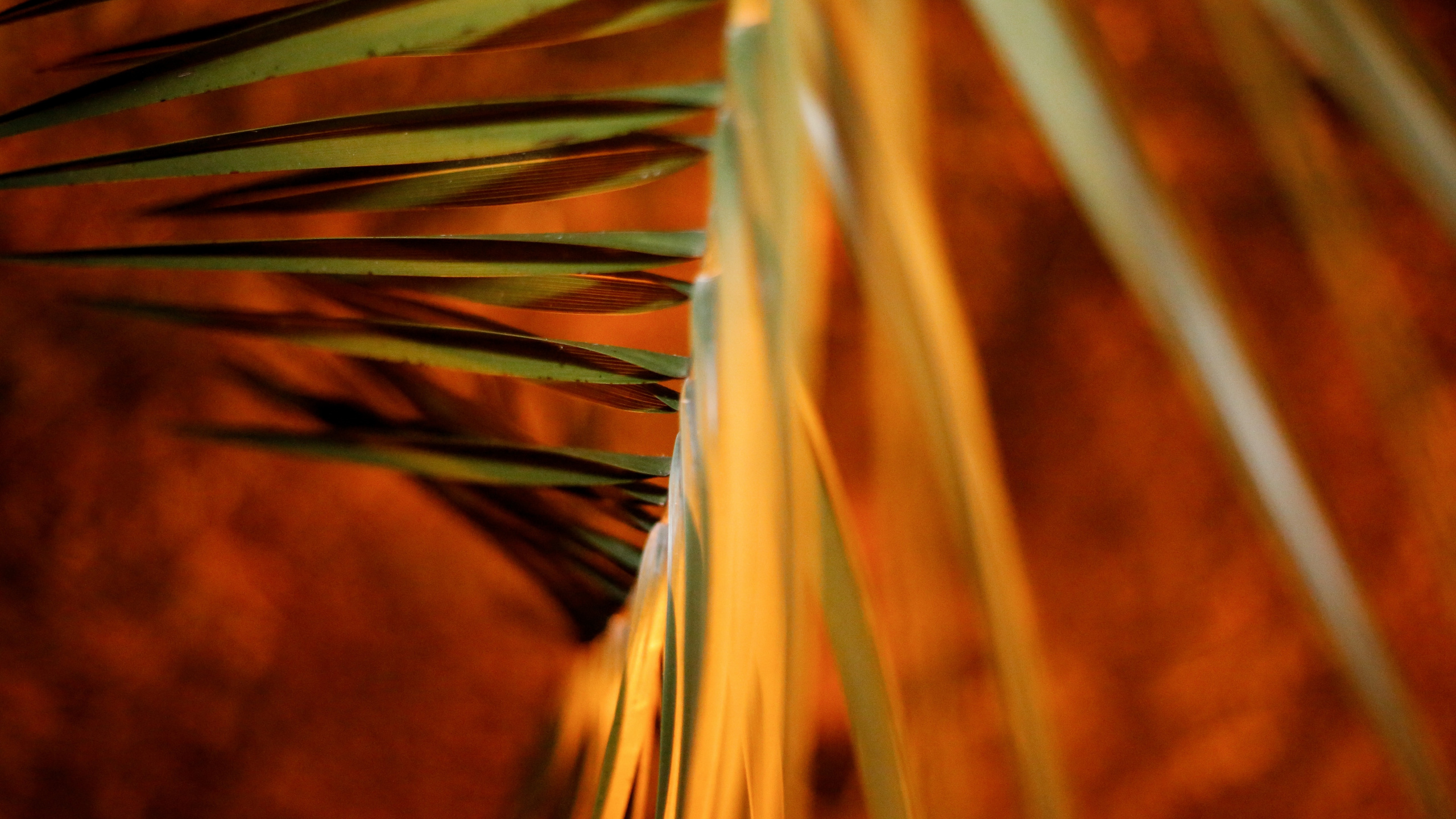 Plante Brune et Verte en Photographie Rapprochée. Wallpaper in 2560x1440 Resolution