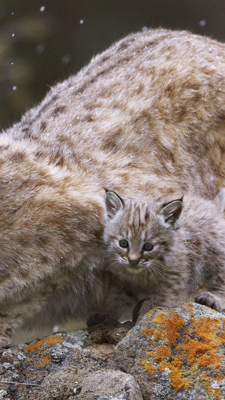 Gato Marrón y Negro Sobre Roca Gris. Wallpaper in 750x1334 Resolution