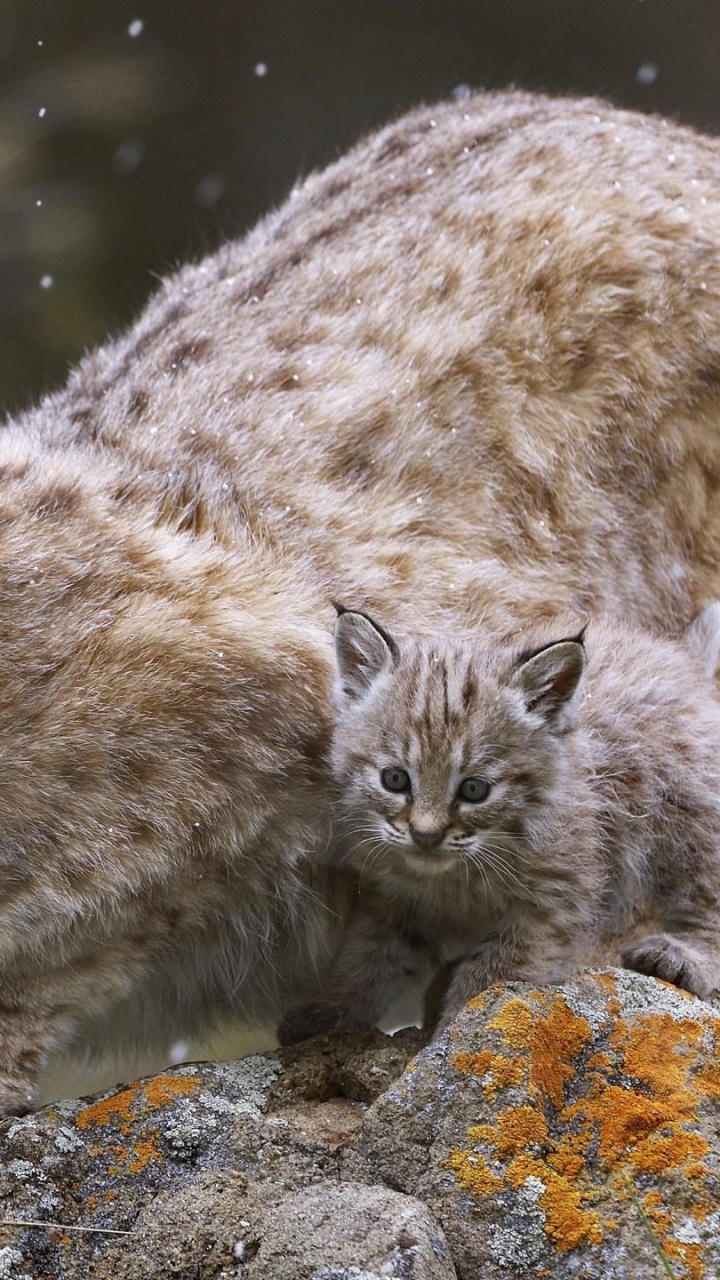Chat Brun et Noir Sur Rocher Gris. Wallpaper in 720x1280 Resolution
