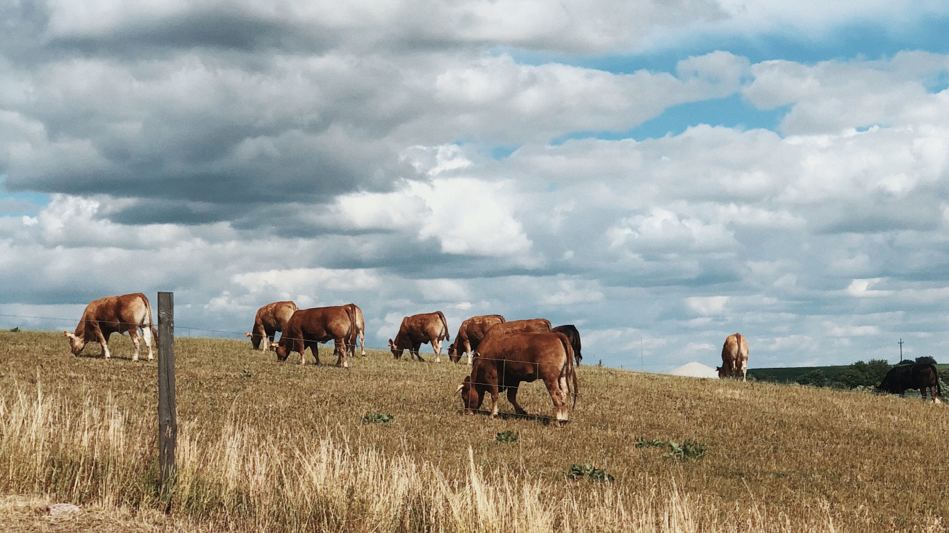 Grassland, Grazing, Natural Environment, Pasture, Cloud. Wallpaper in 1366x768 Resolution