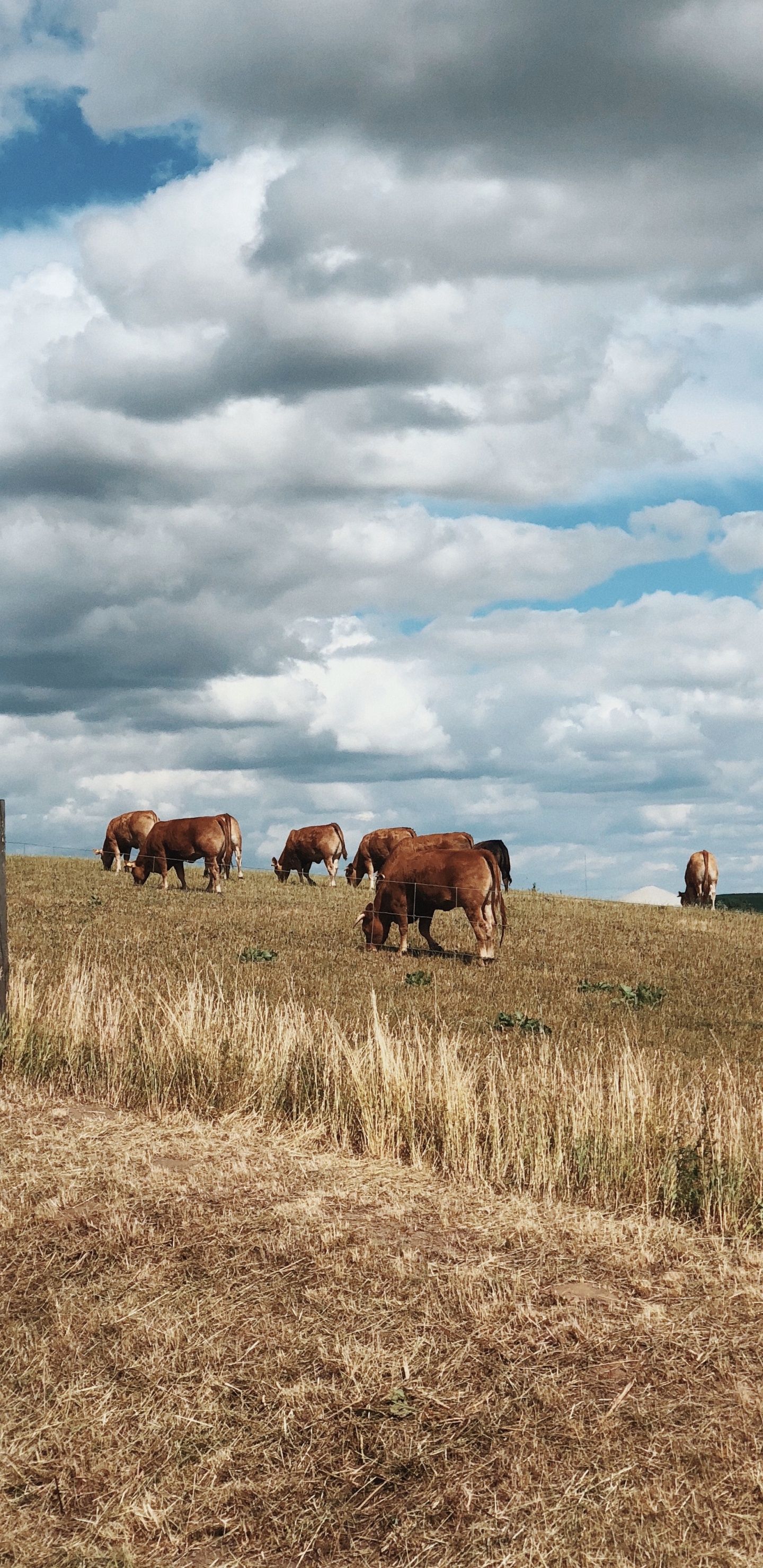 Grassland, Grazing, Natural Environment, Pasture, Cloud. Wallpaper in 1440x2960 Resolution
