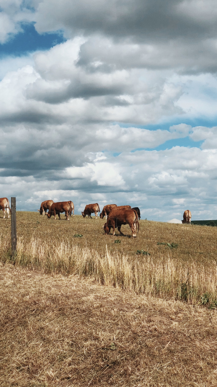 Grassland, Grazing, Natural Environment, Pasture, Cloud. Wallpaper in 750x1334 Resolution