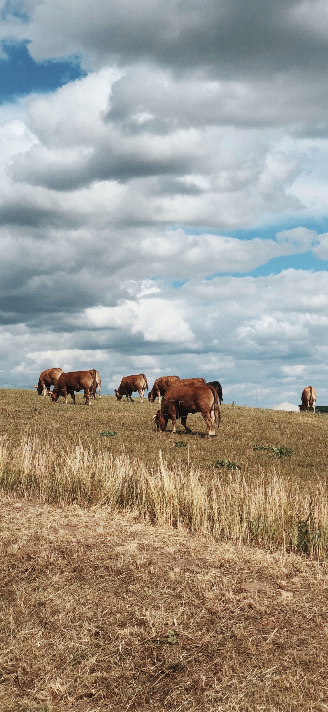 Prairie, le Pâturage, Environnement Naturel, Pâturage, Bovine. Wallpaper in 1125x2436 Resolution