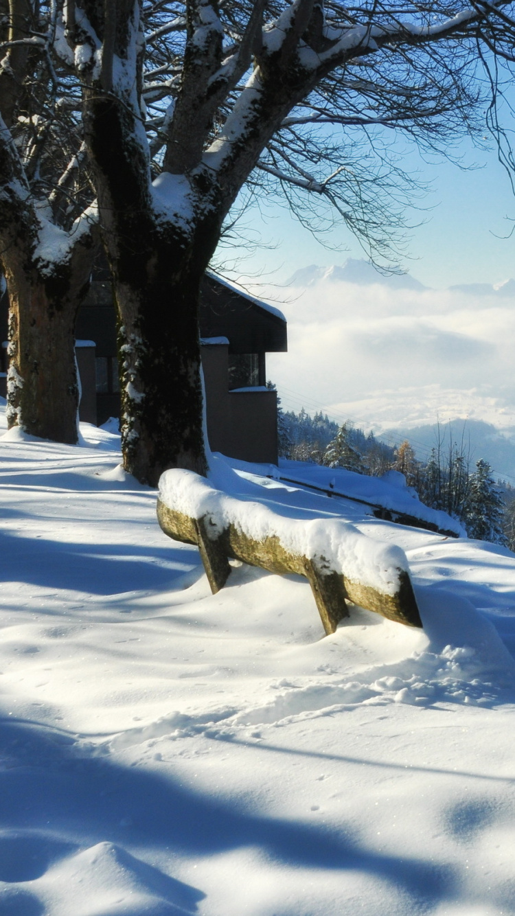 Árbol Desnudo Sobre Suelo Cubierto de Nieve Durante el Día. Wallpaper in 750x1334 Resolution