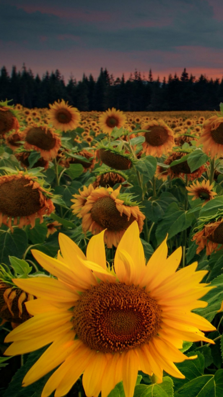 Flower, Plant, Light, Botany, Leaf. Wallpaper in 750x1334 Resolution