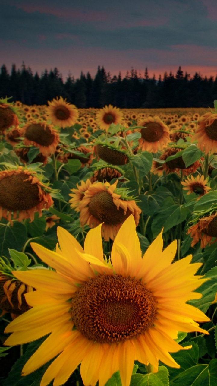 光, 性质, 绿色的, 自然环境 壁纸 720x1280 允许