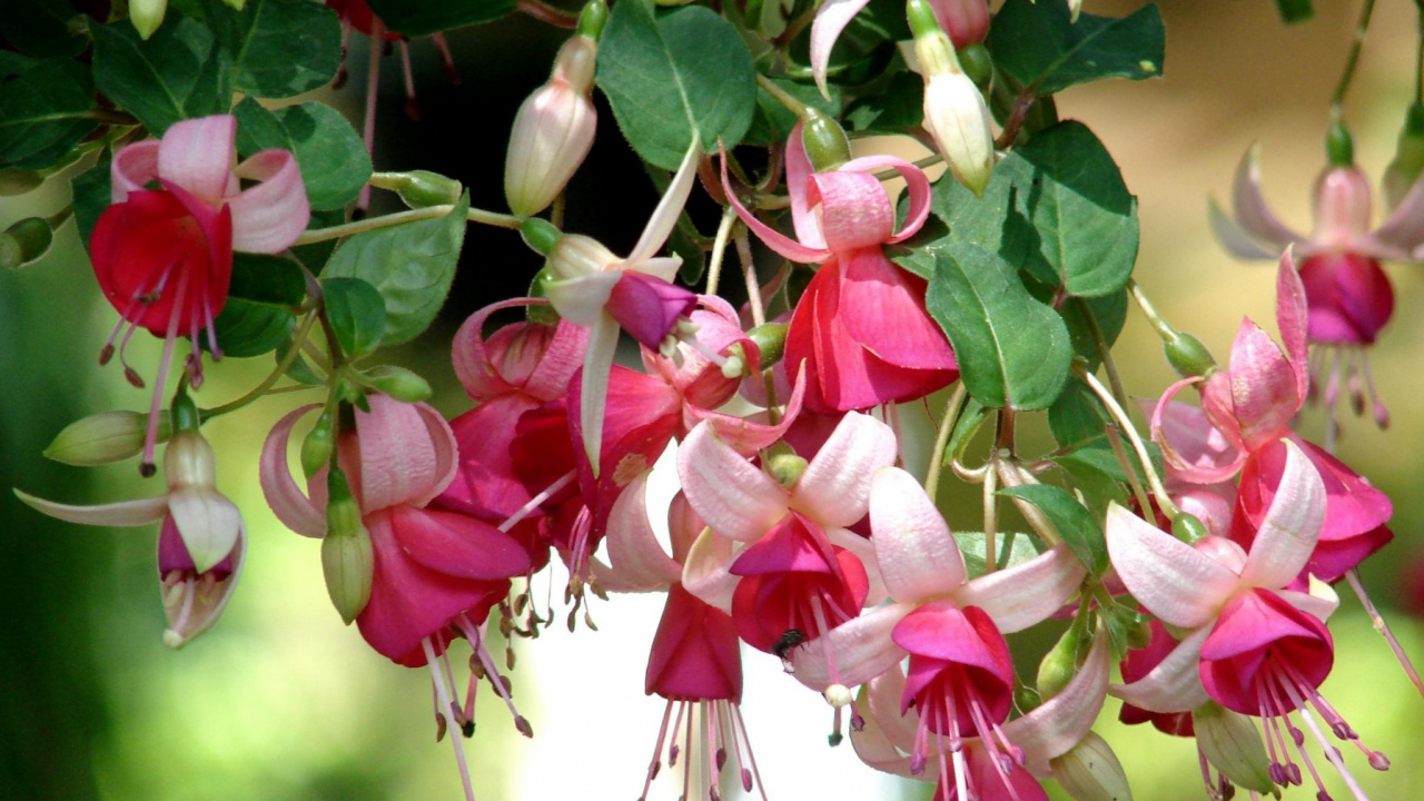 Pink and White Flower in Tilt Shift Lens. Wallpaper in 1280x720 Resolution