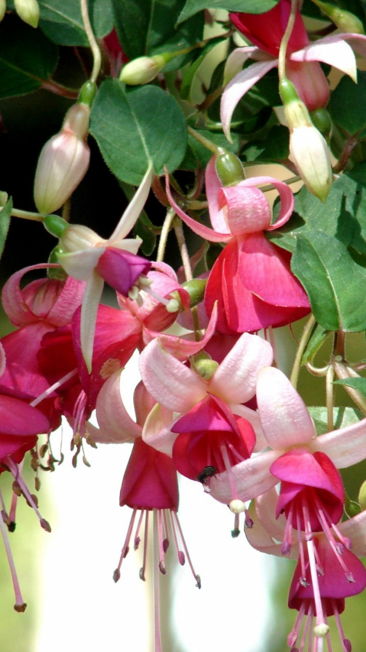 Pink and White Flower in Tilt Shift Lens. Wallpaper in 750x1334 Resolution