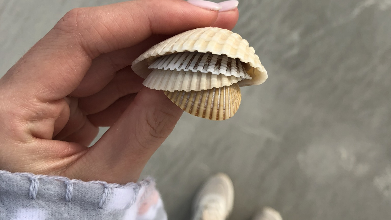 Almeja, Concha, Bivalvo, Shell, Material Natural. Wallpaper in 1280x720 Resolution