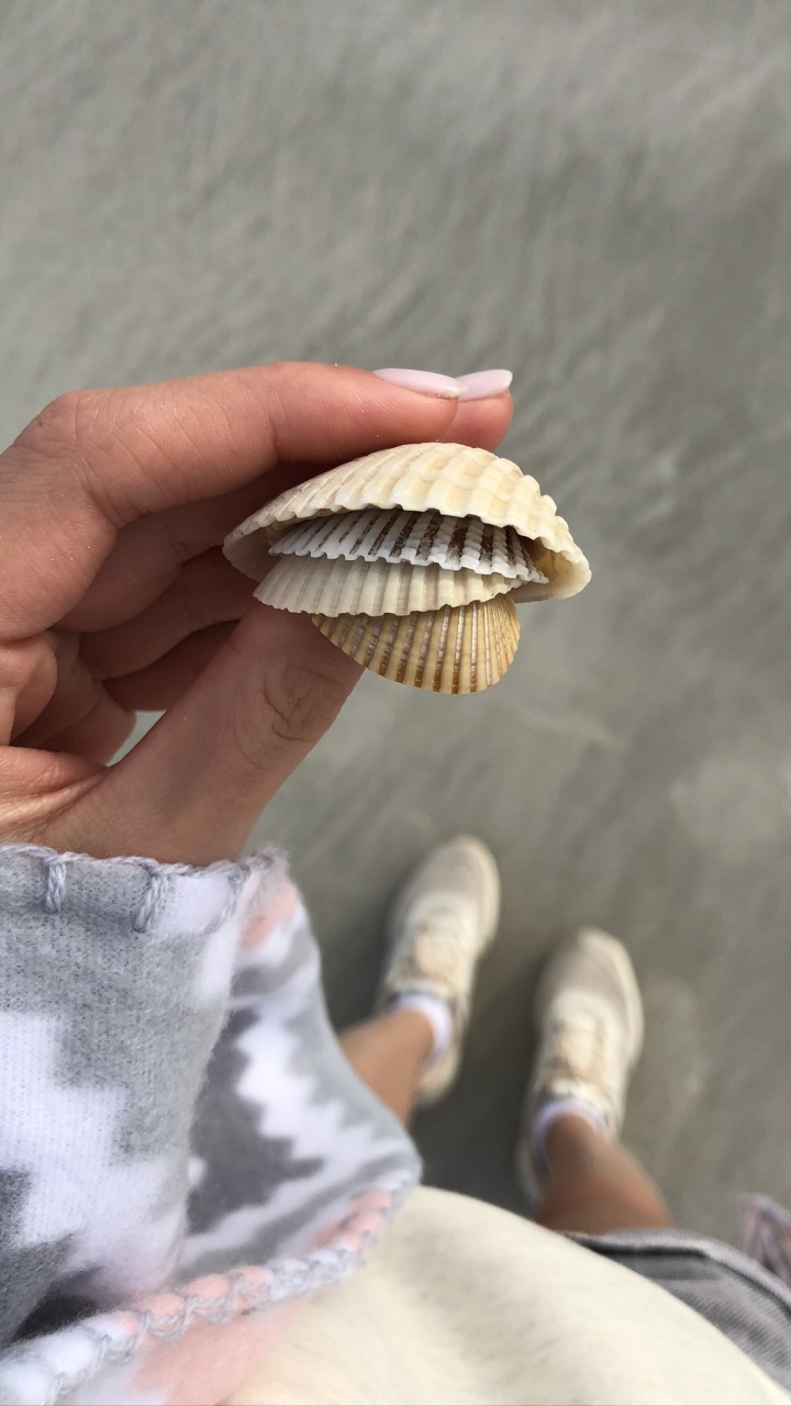 Almeja, Concha, Bivalvo, Shell, Material Natural. Wallpaper in 720x1280 Resolution