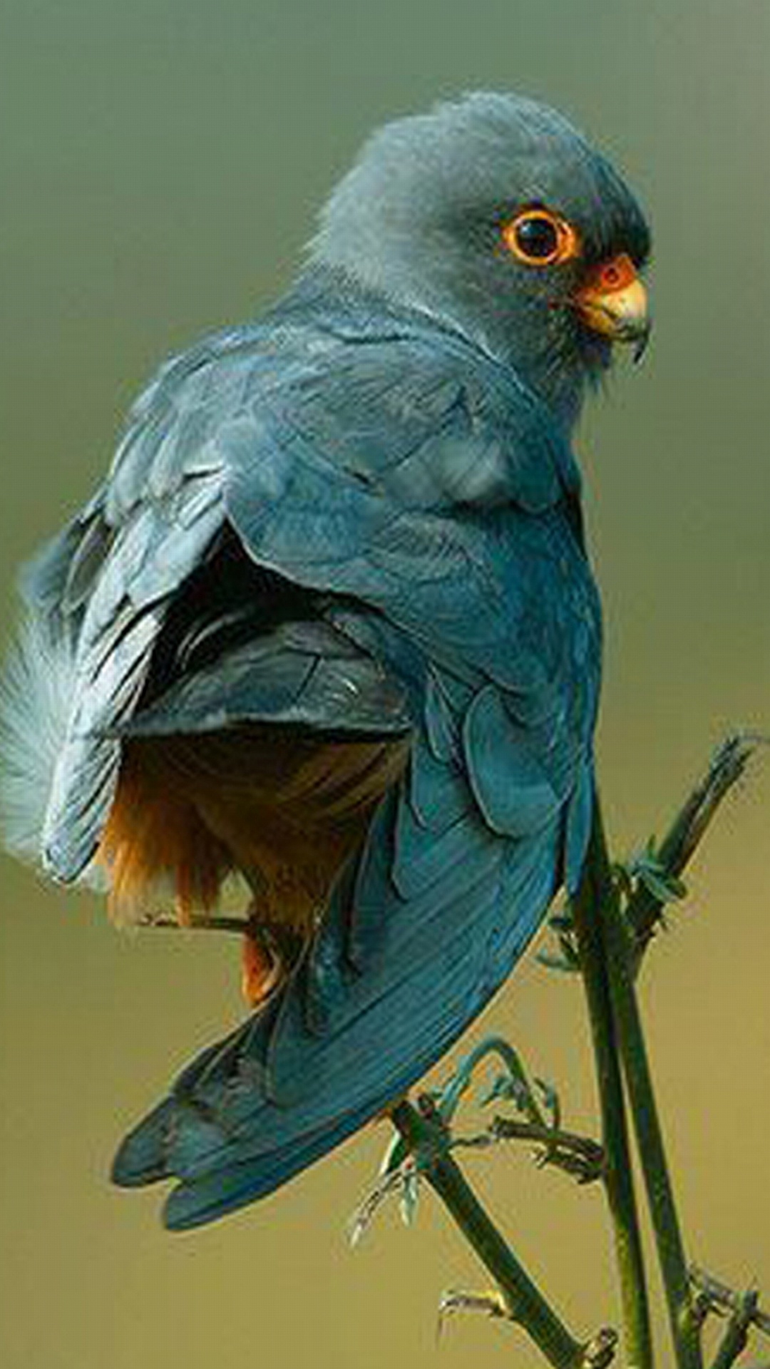 Pájaro Azul Posado en la Rama de un Árbol Marrón. Wallpaper in 1080x1920 Resolution