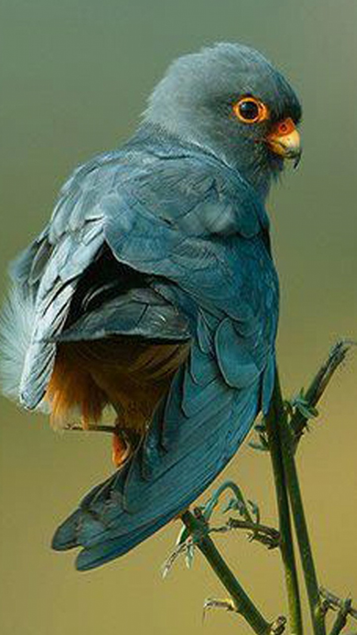 Oiseau Bleu Perché Sur Une Branche D'arbre Brun. Wallpaper in 720x1280 Resolution