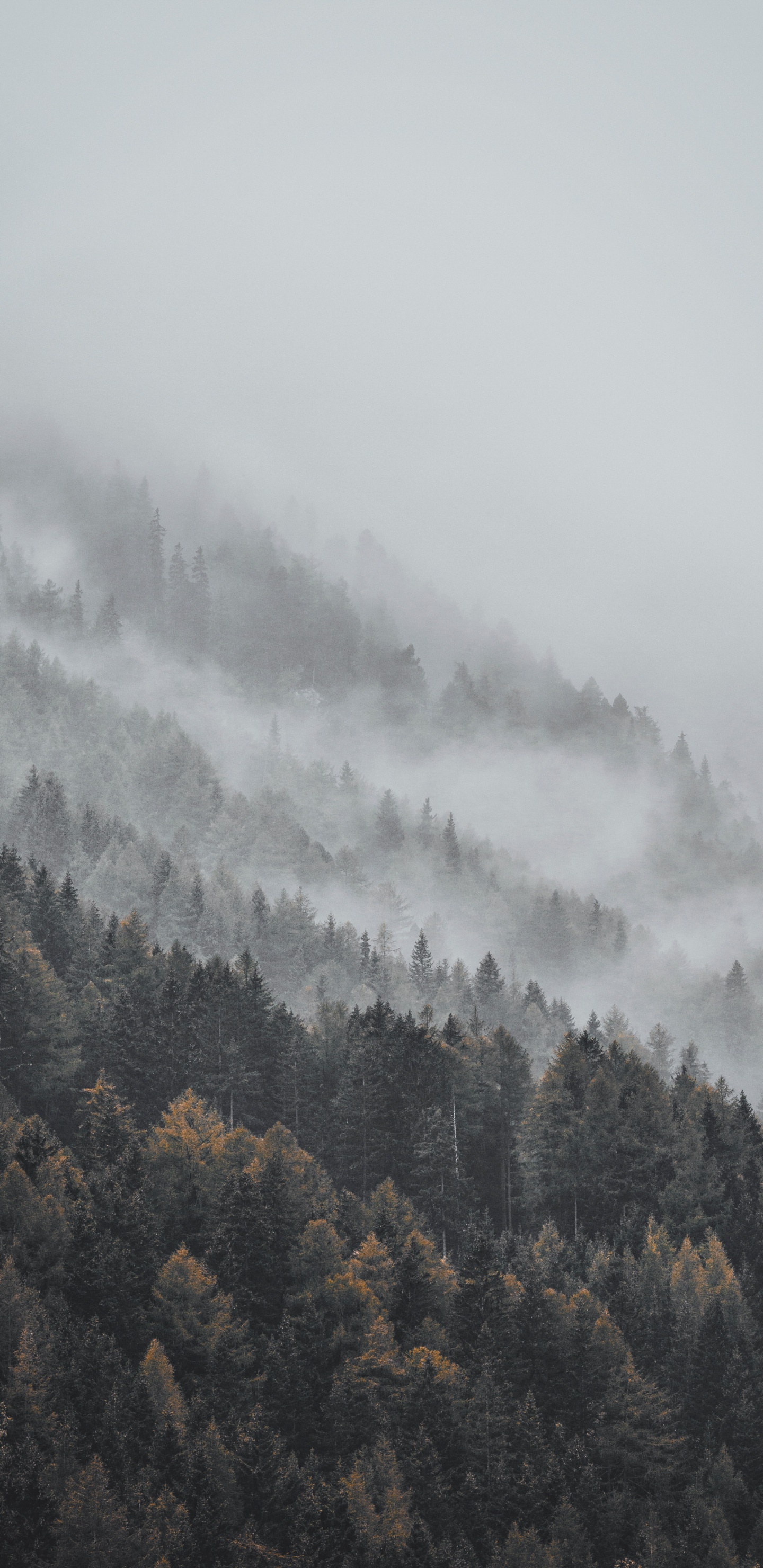 Brouillard, Brume, Station de Montagne, Atmosphère, Colline. Wallpaper in 1440x2960 Resolution