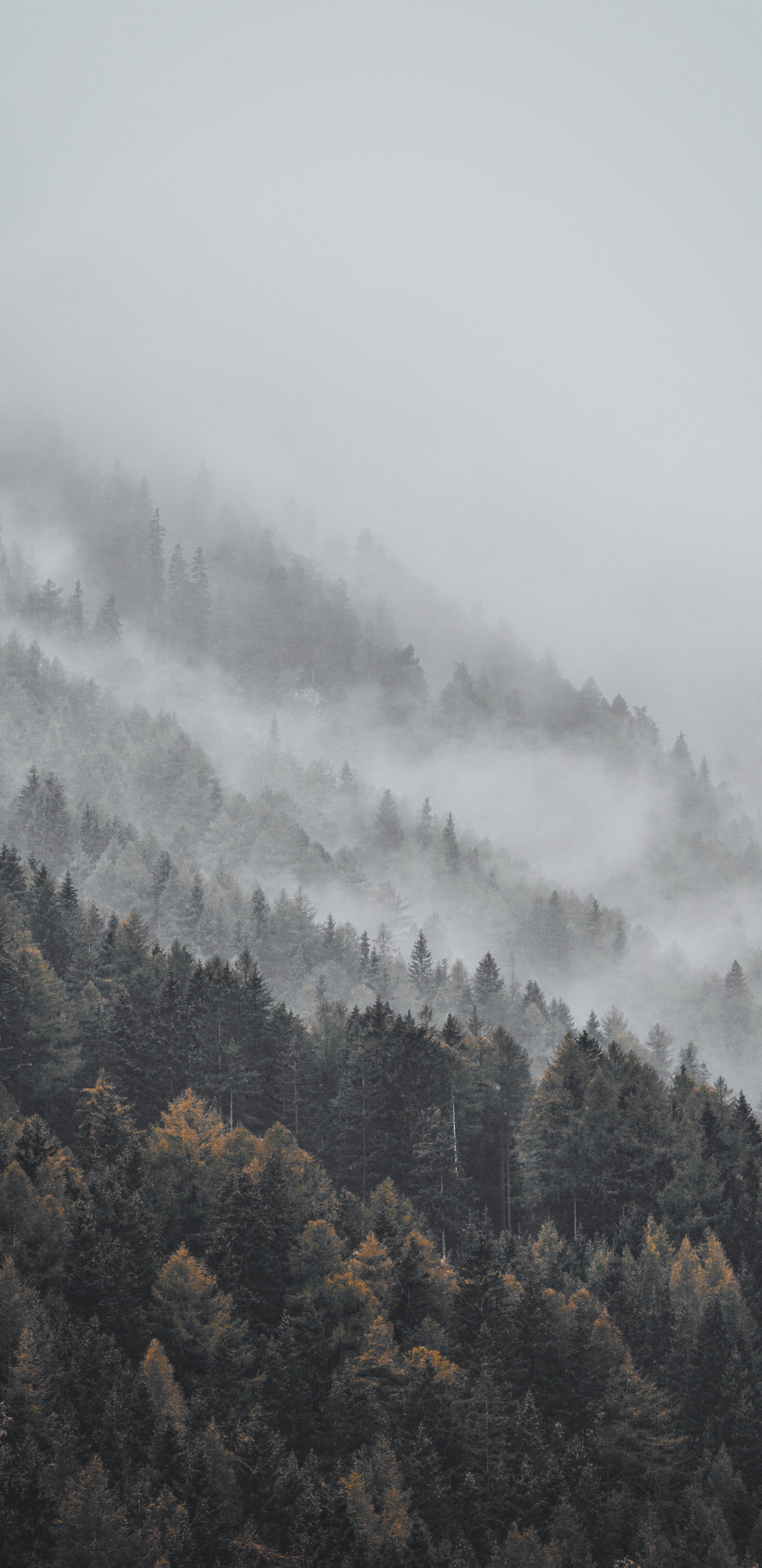 Nebel, Cloud, Dunst, Bergstation, Atmosphäre. Wallpaper in 1440x2960 Resolution