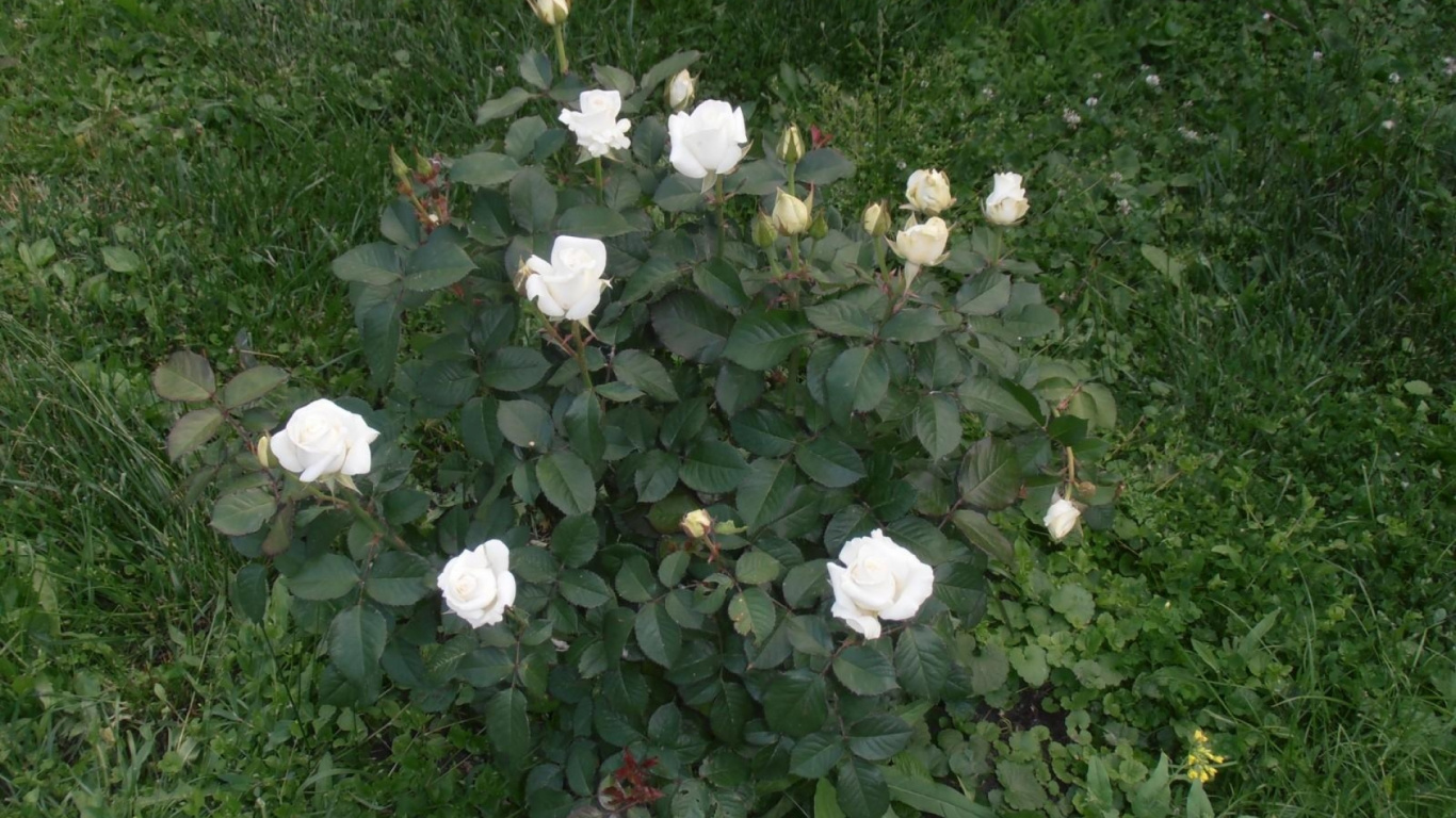 White Flowers on Green Grass Field. Wallpaper in 1366x768 Resolution