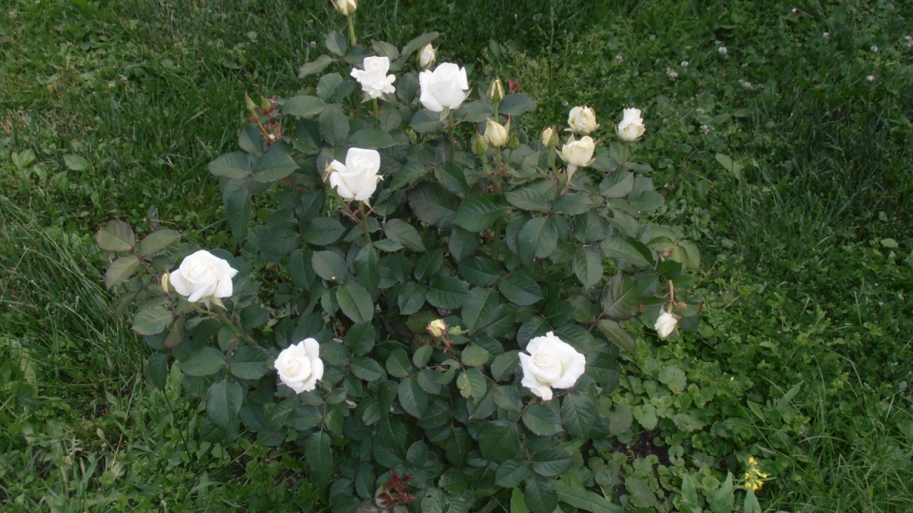 Flores Blancas en el Campo de Hierba Verde. Wallpaper in 1280x720 Resolution